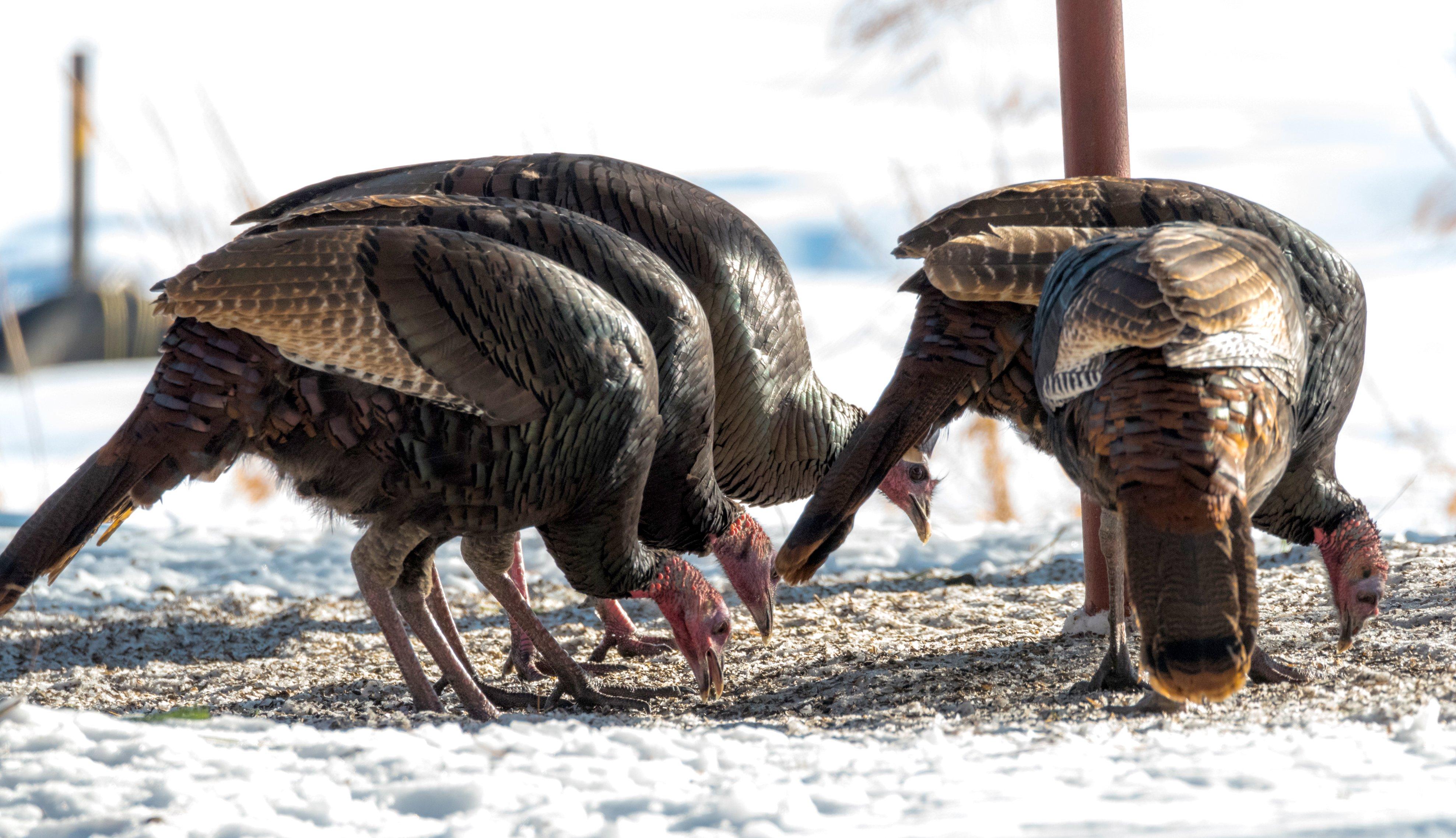 Need help with that bird? Nebraska Extension offers turkey tips