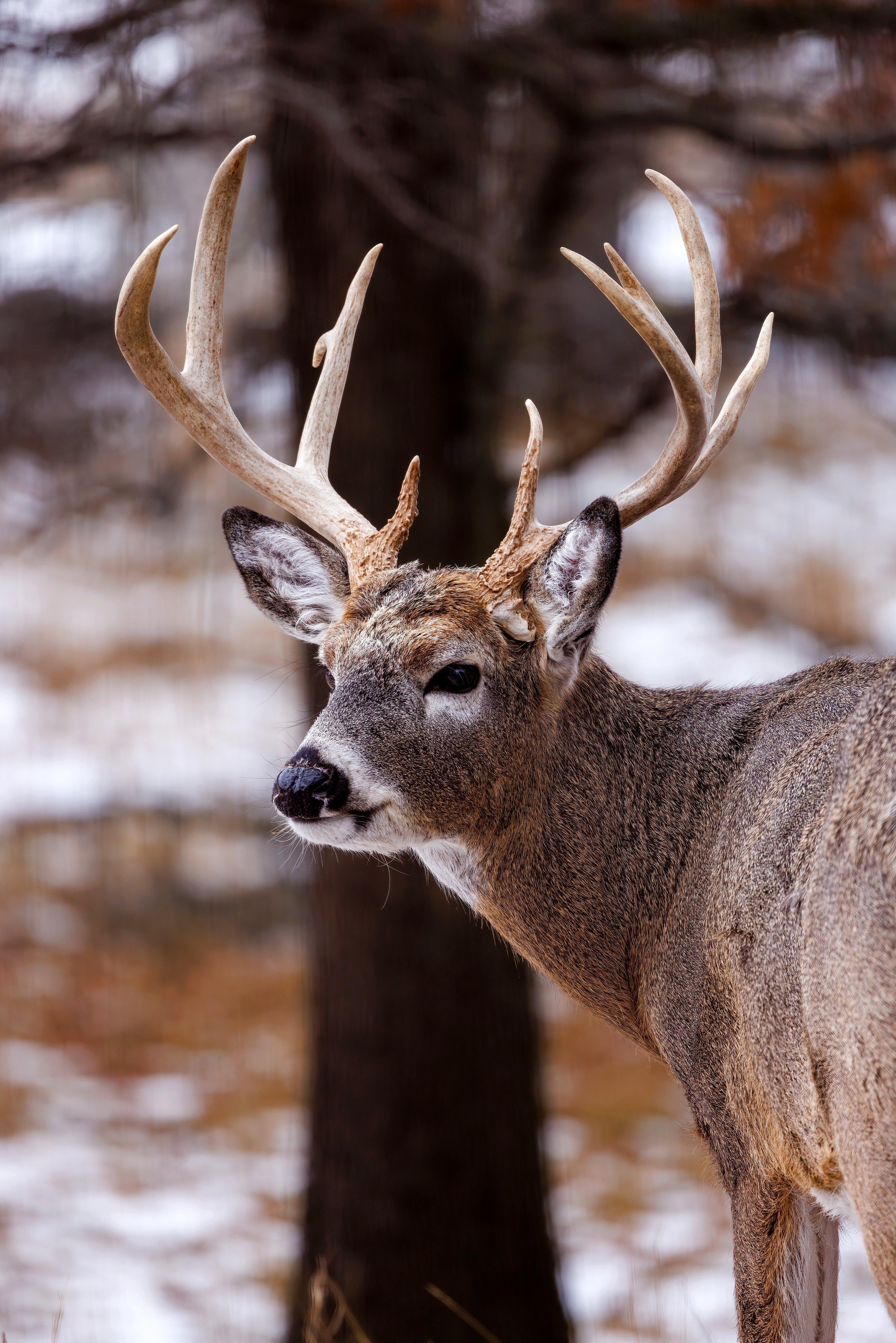 8 Ways to Hold Late-Season Deer on Your Hunting Land - Realtree Camo