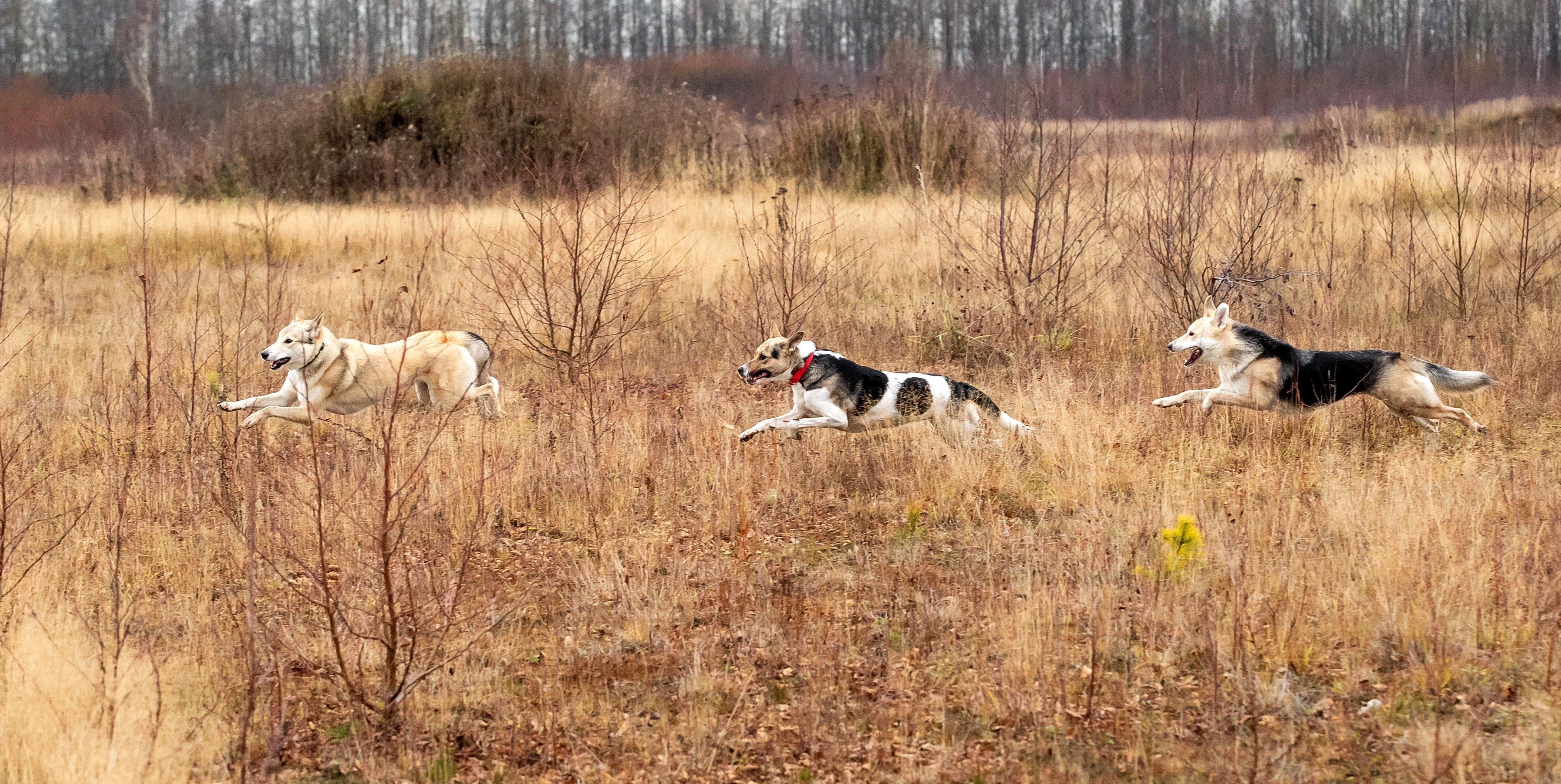 Dog and deer running along fence hotsell