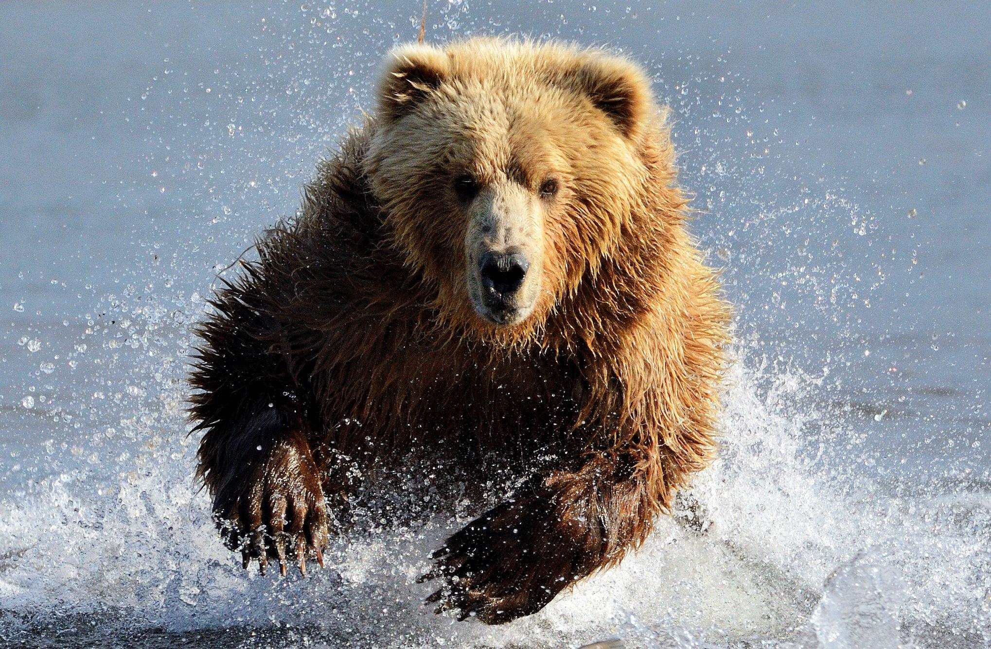 Image: ImageBy_AndreAnita-grizzly_charging