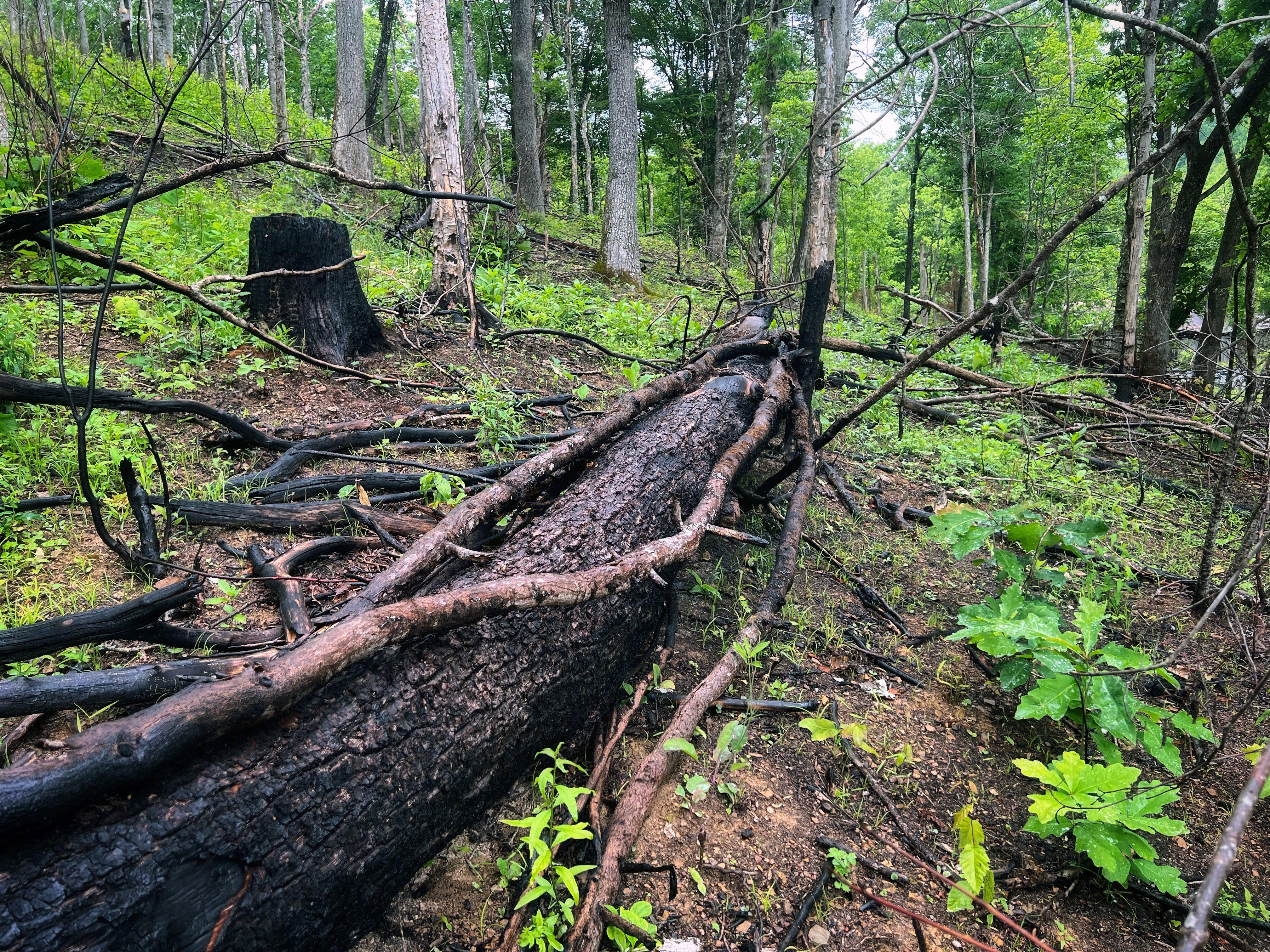 Image: ImageBy_Bill_Konway_Early_Successional_Habitat_2