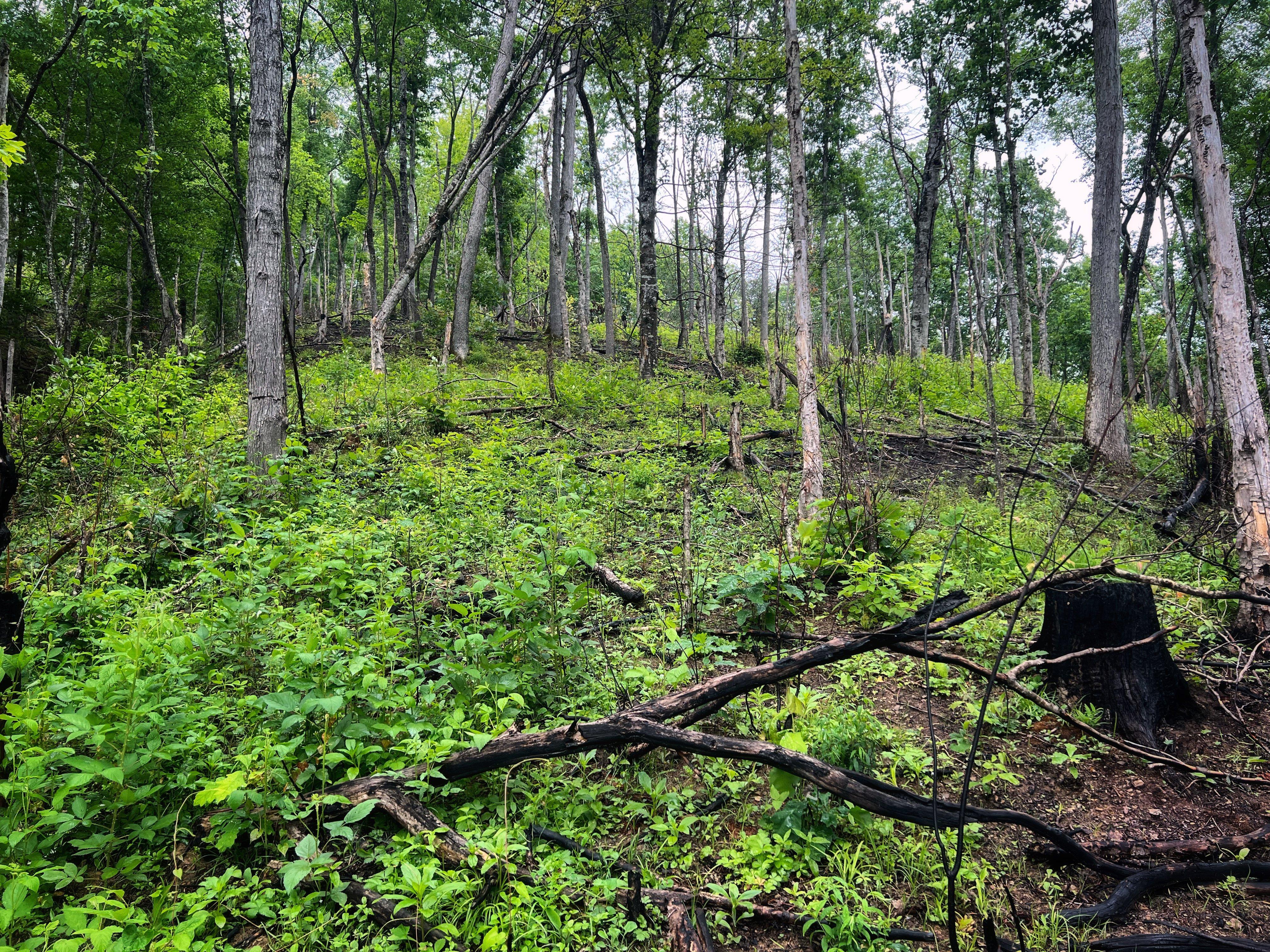 Image: ImageBy_Bill_Konway_Early_Successional_Habitat_3