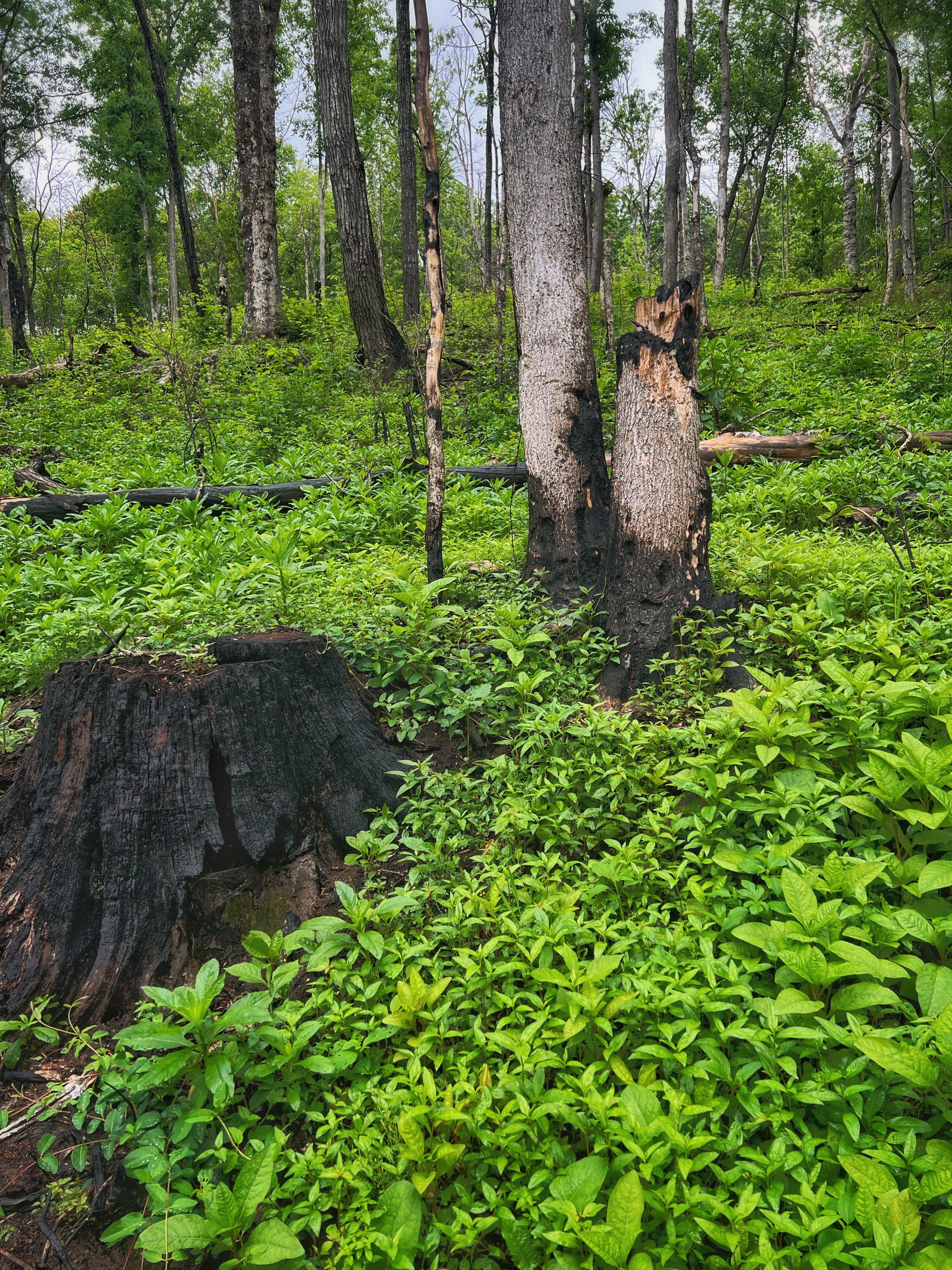 Image: ImageBy_Bill_Konway_Early_Successional_Habitat_7