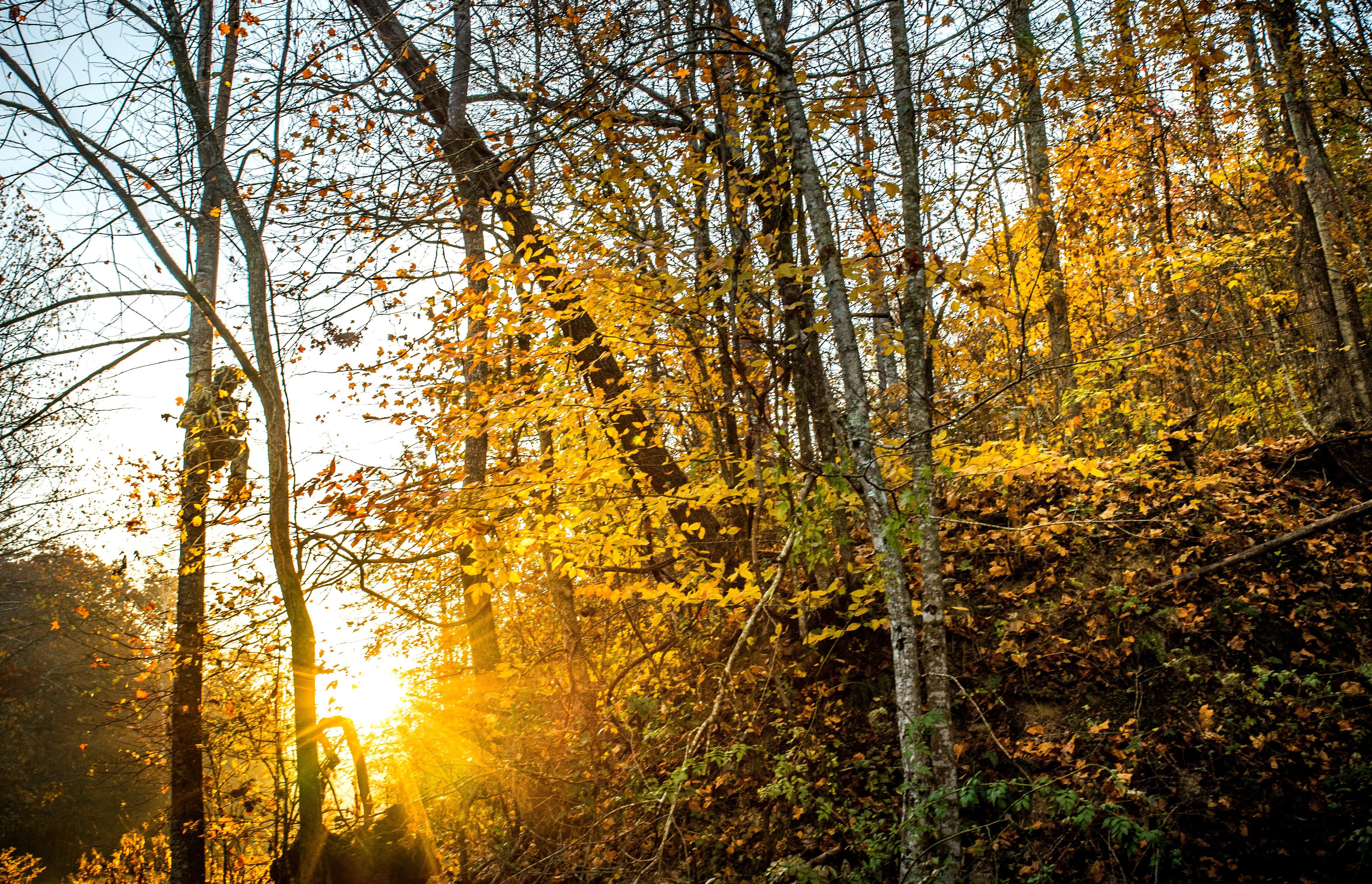 Image: ImageBy_Bill_Konway_deer_hunting_sunrise