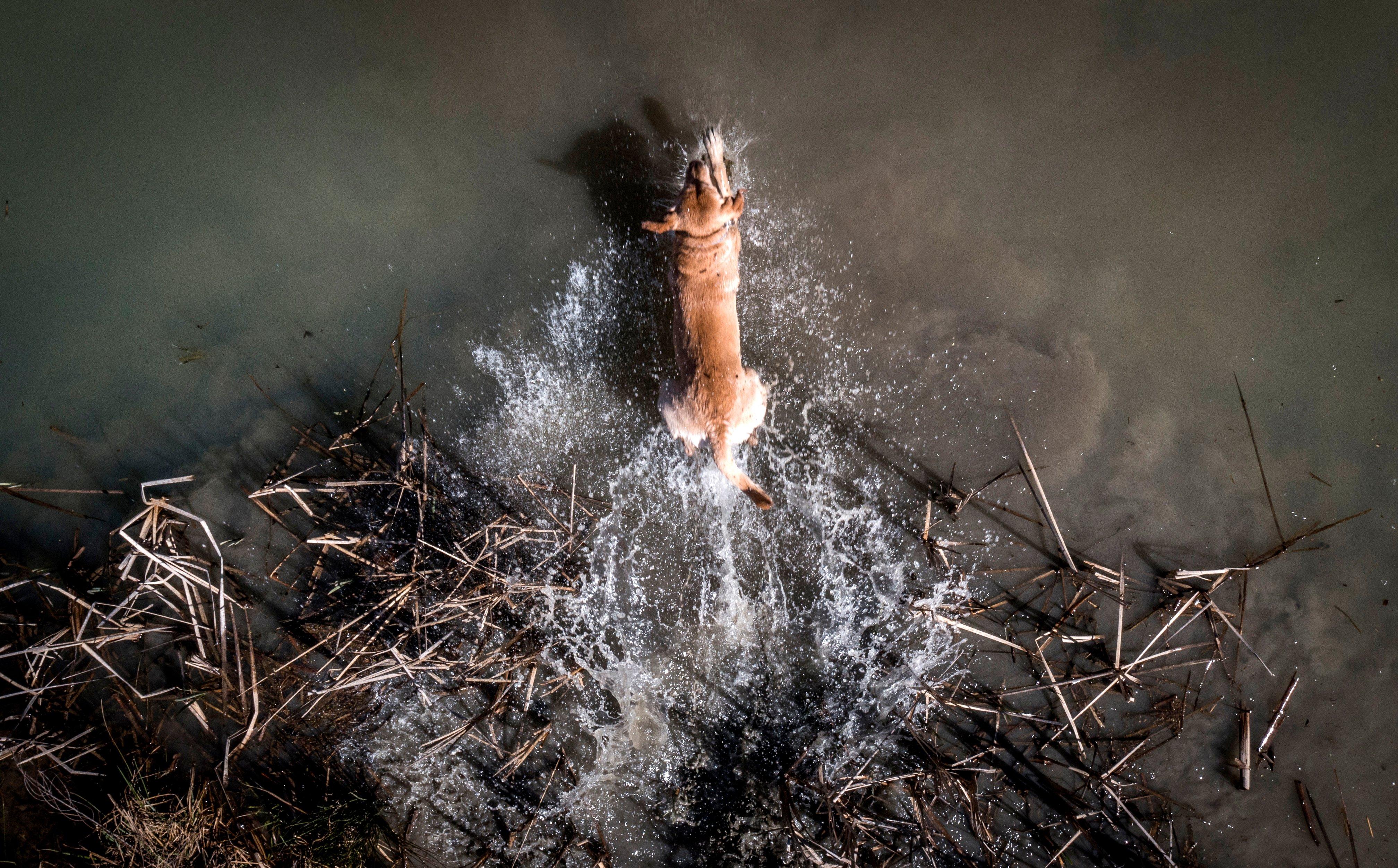 Image: ImageBy_Bill_Konway_dog_training_3