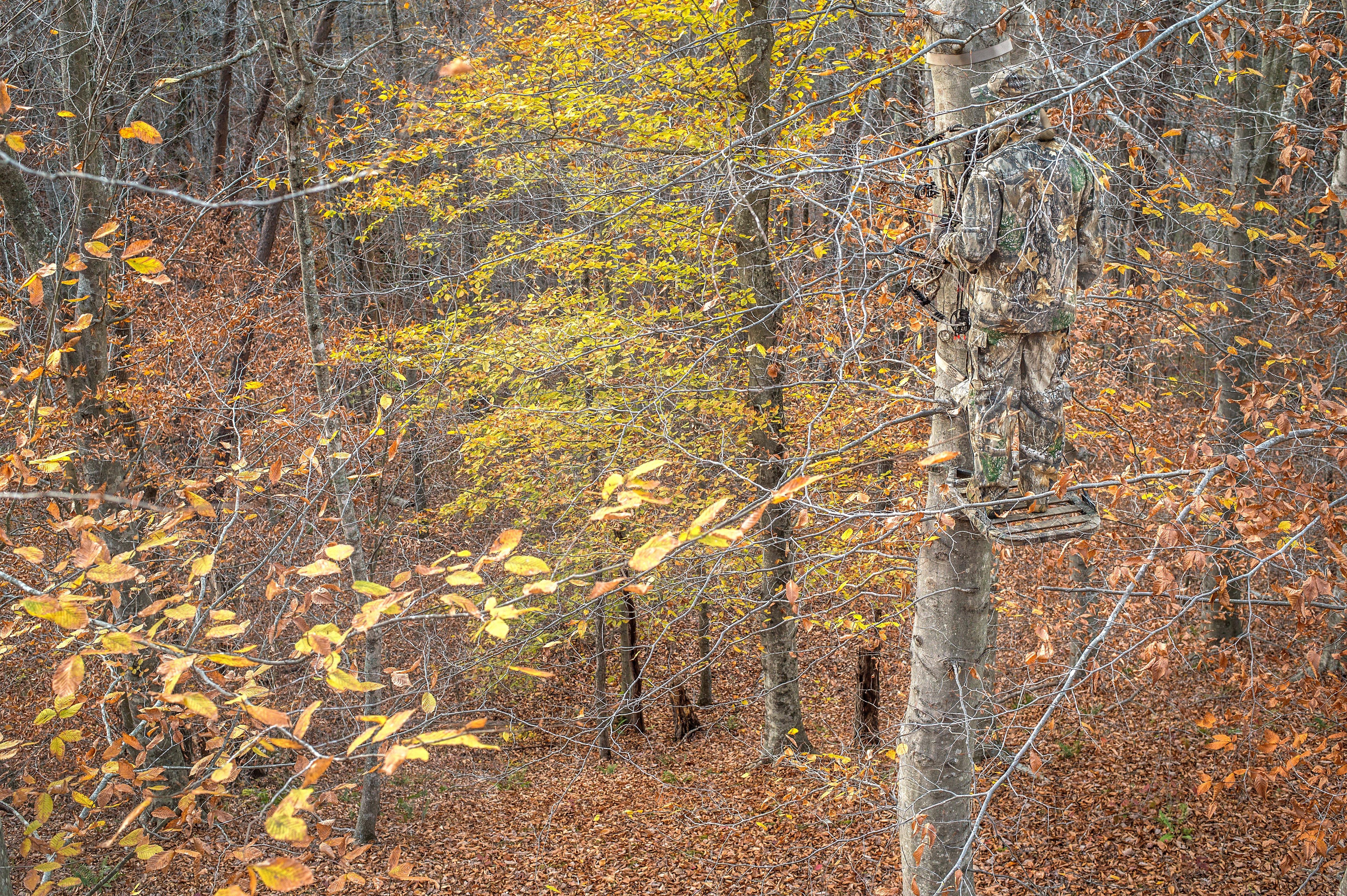 Image: ImageBy_Bill_Konway_themals_treestand