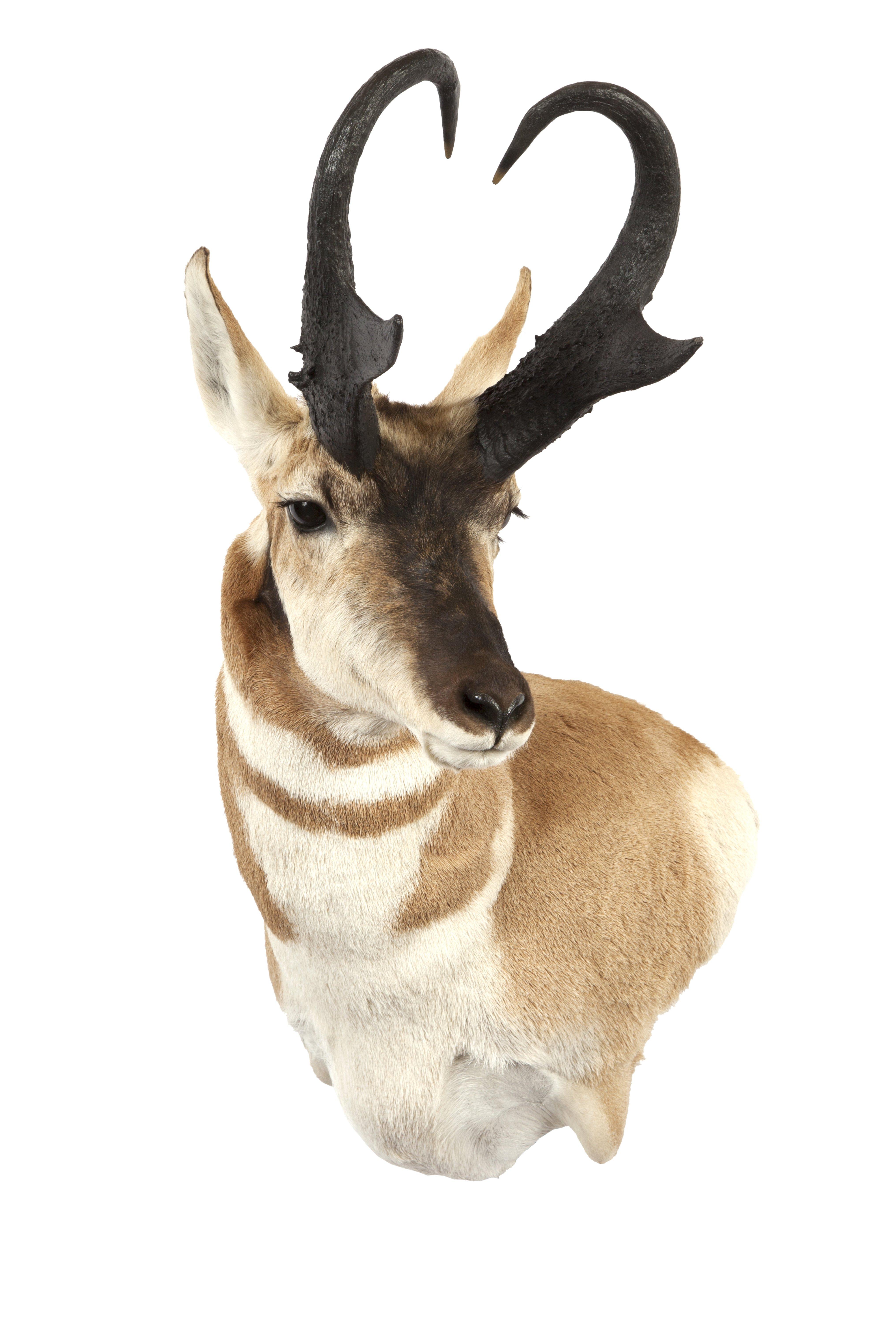 All About Giant Pronghorn Antelope - Realtree Camo