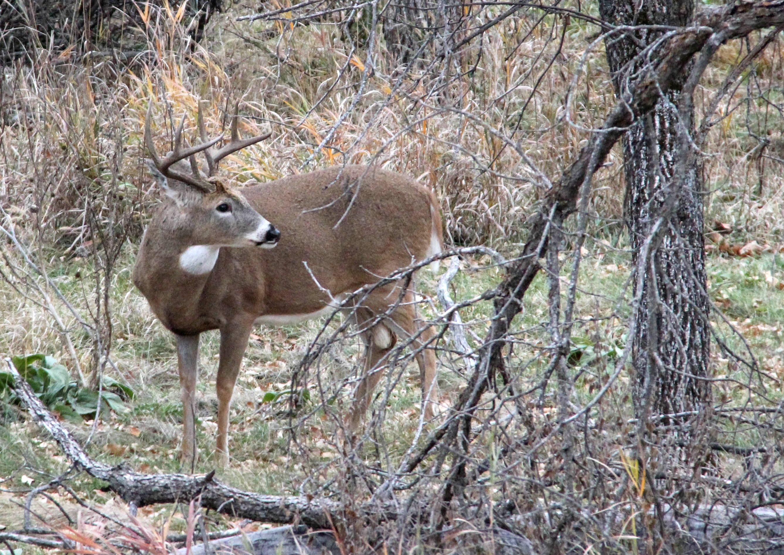Image: ImageBy_Brad_Fitzpatrick_buck_woods
