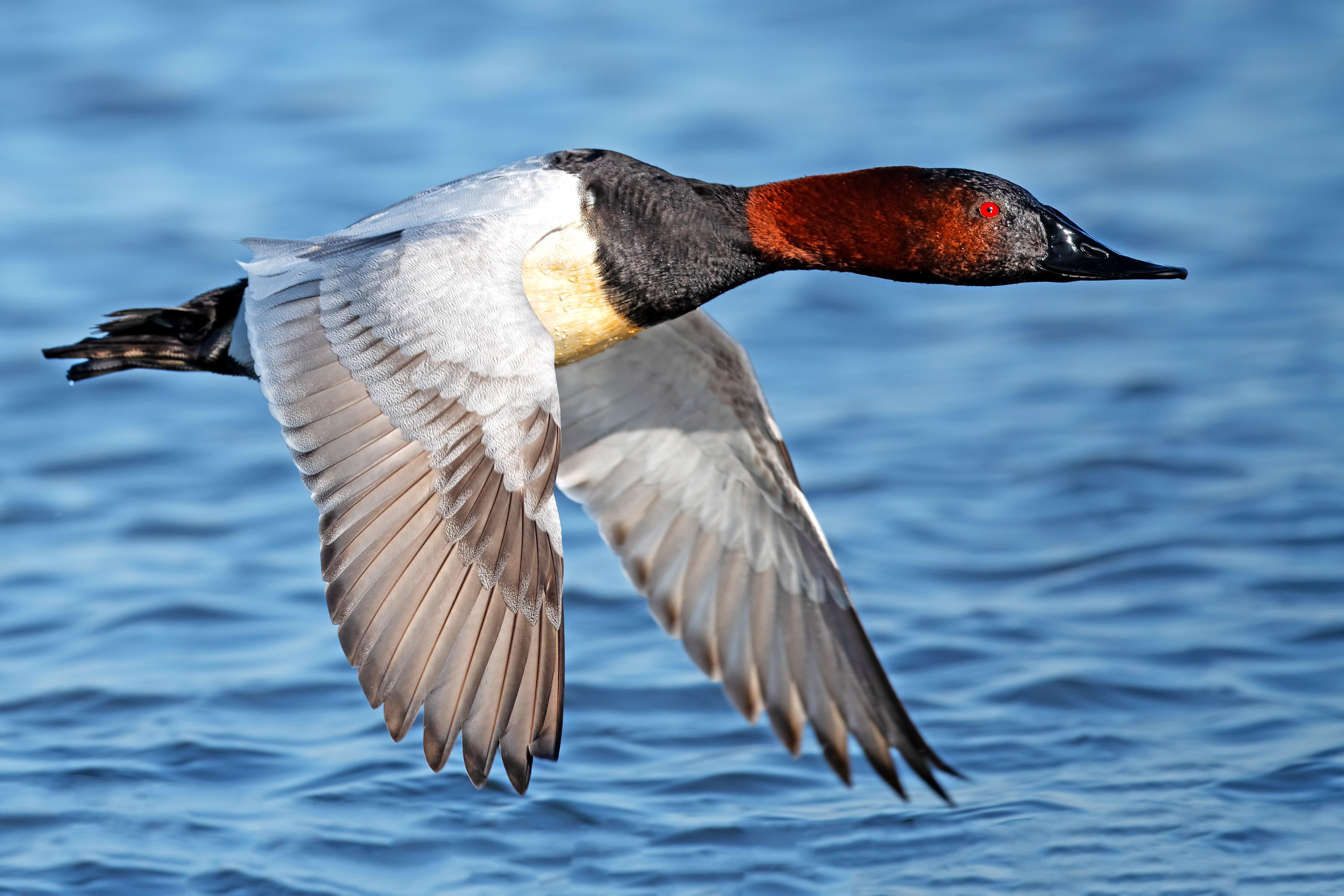 Image: ImageBy_Brian_E_Kushner_canvasback_1