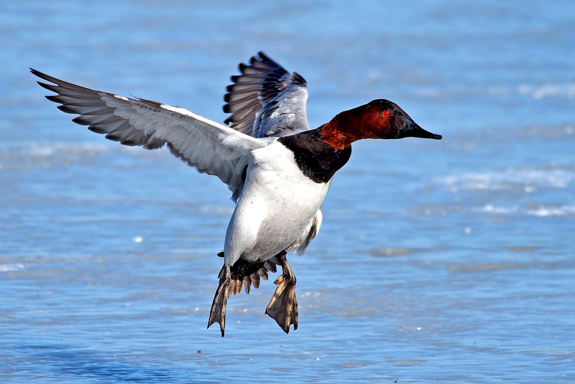 Image: ImageBy_Brian_E_Kushner_canvasback_2