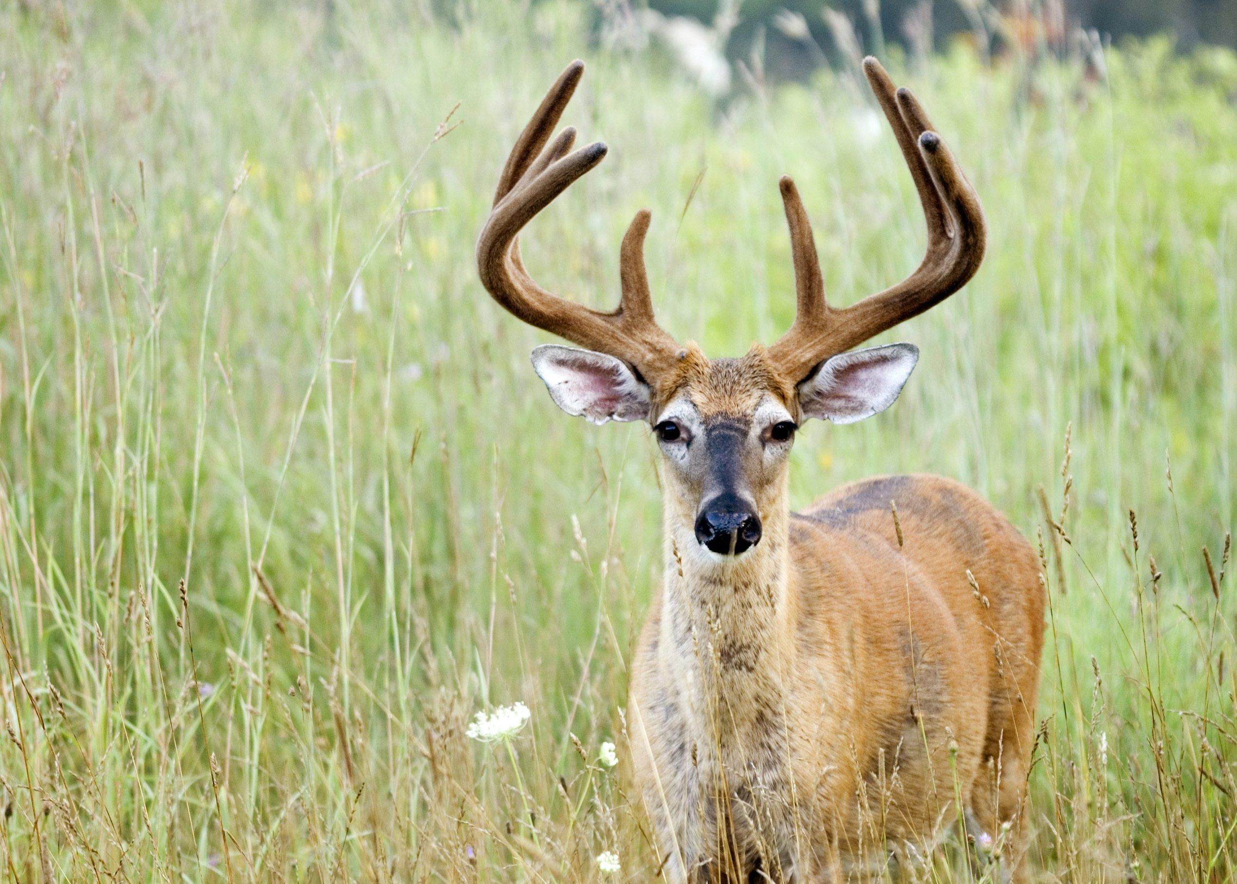 Deer Hunting in Indiana Realtree Camo