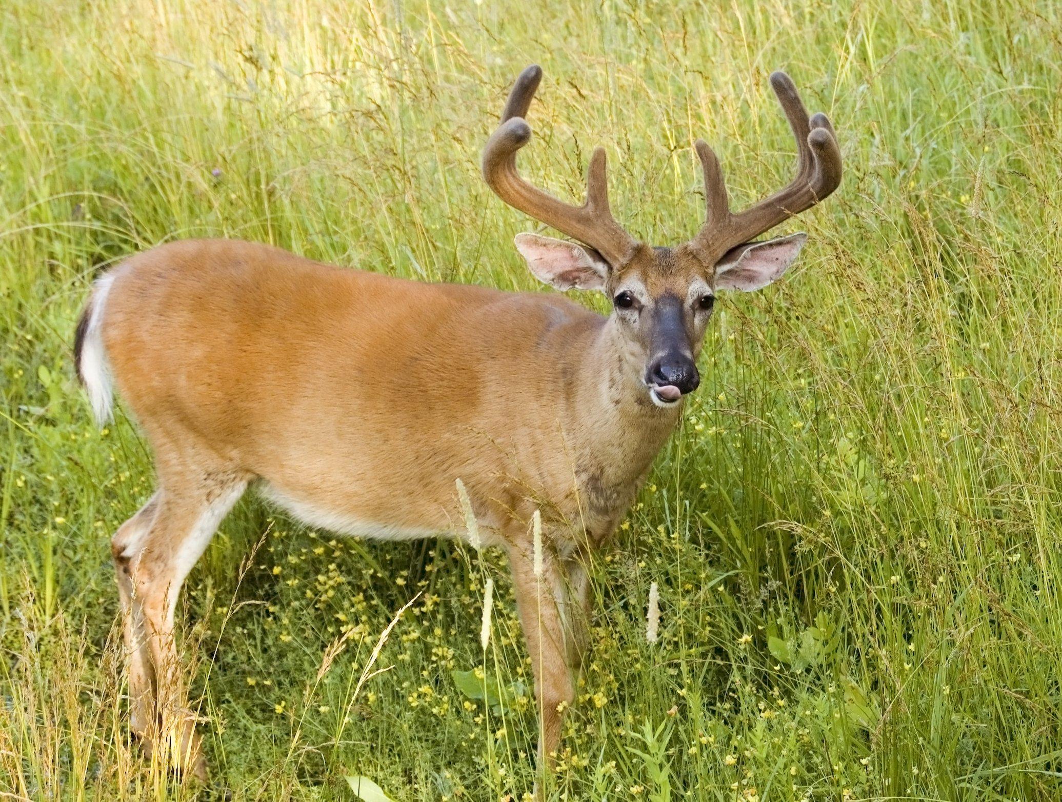 Deer Hunting in Tennessee Realtree Camo