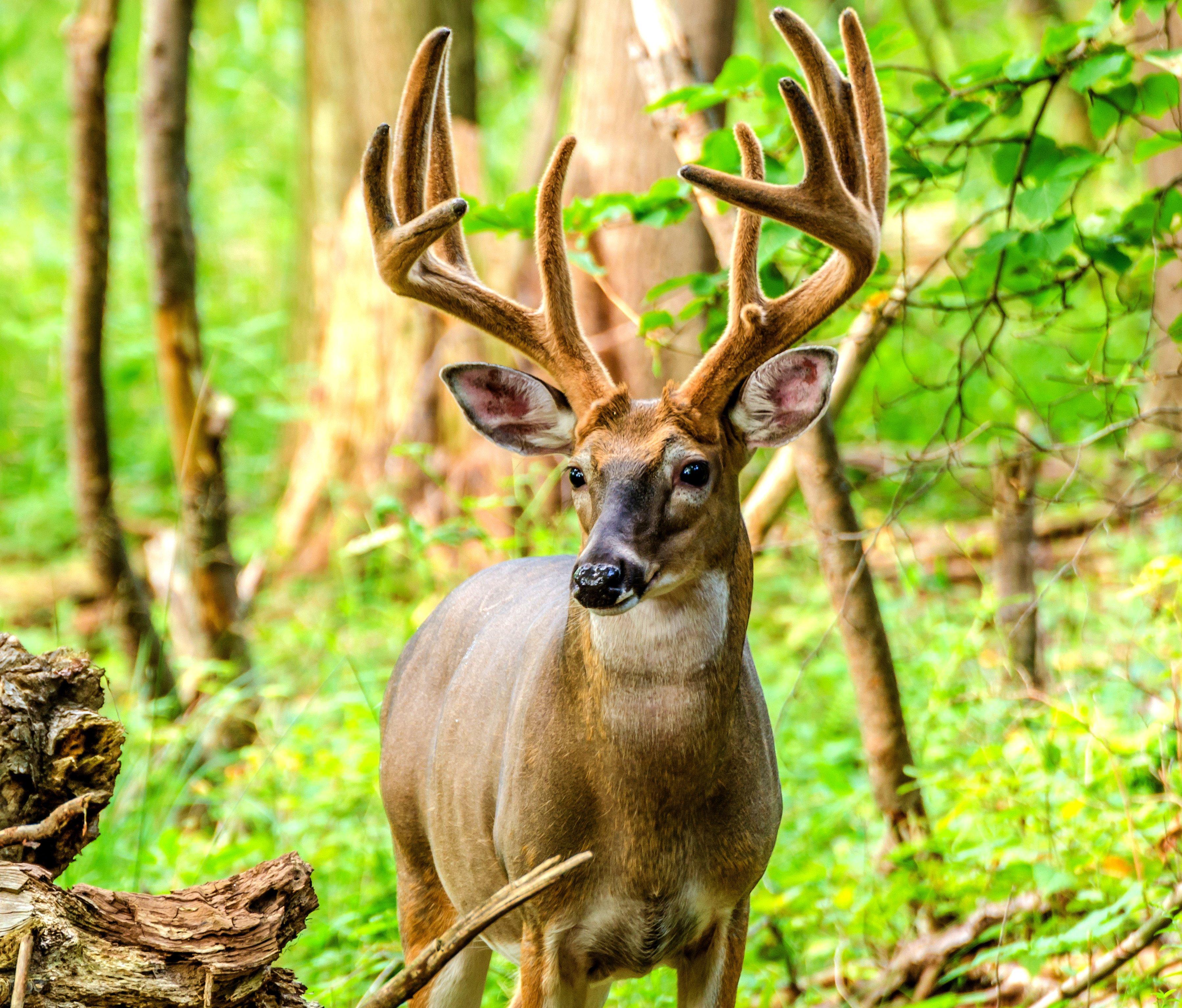 10 Amazing Facts About Velvet Antlers - Realtree Camo