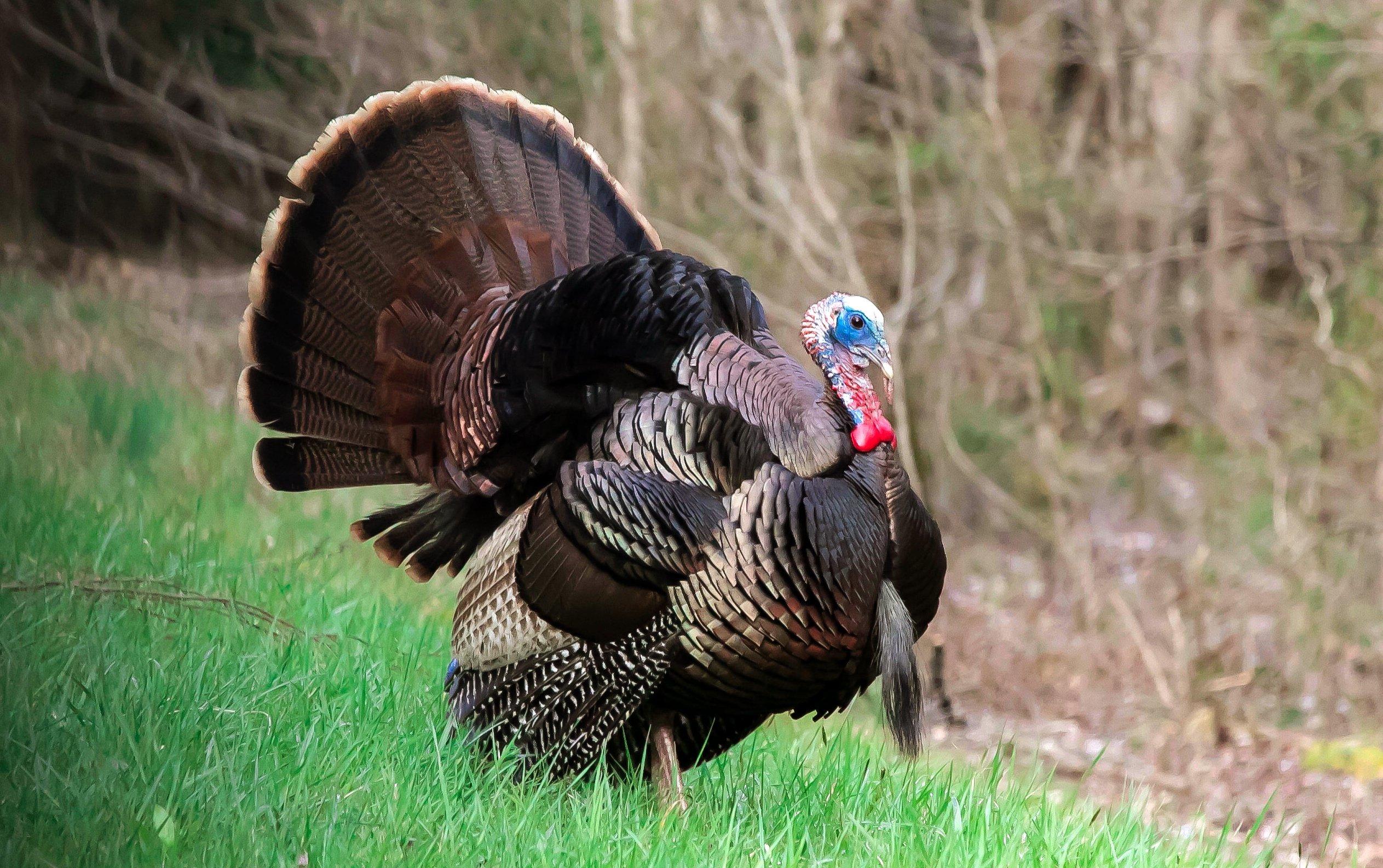Wisconsin Turkey Hunting Seasons - x5zfjxb