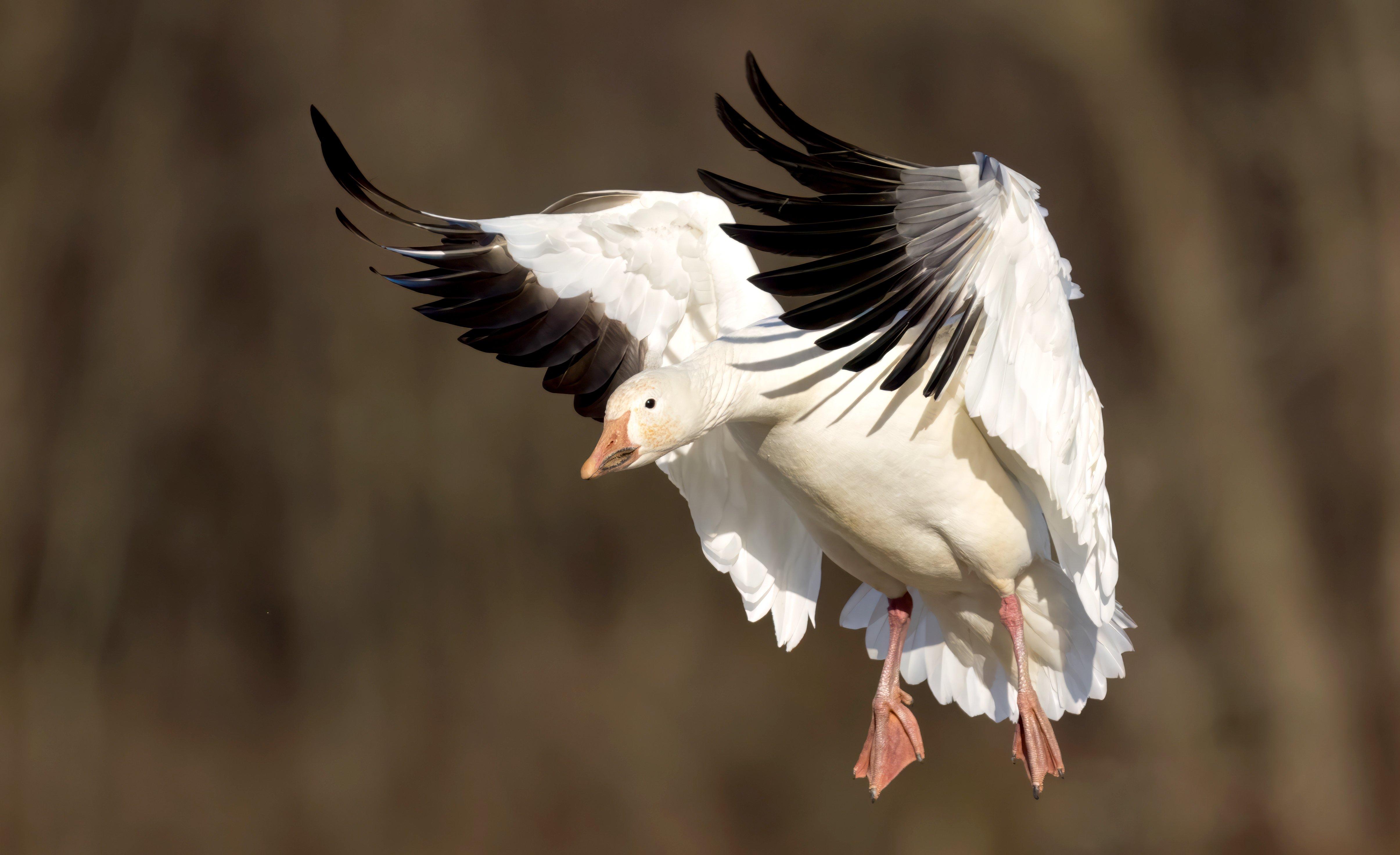 Image: ImageBy_Cavan_Images_snow_goose