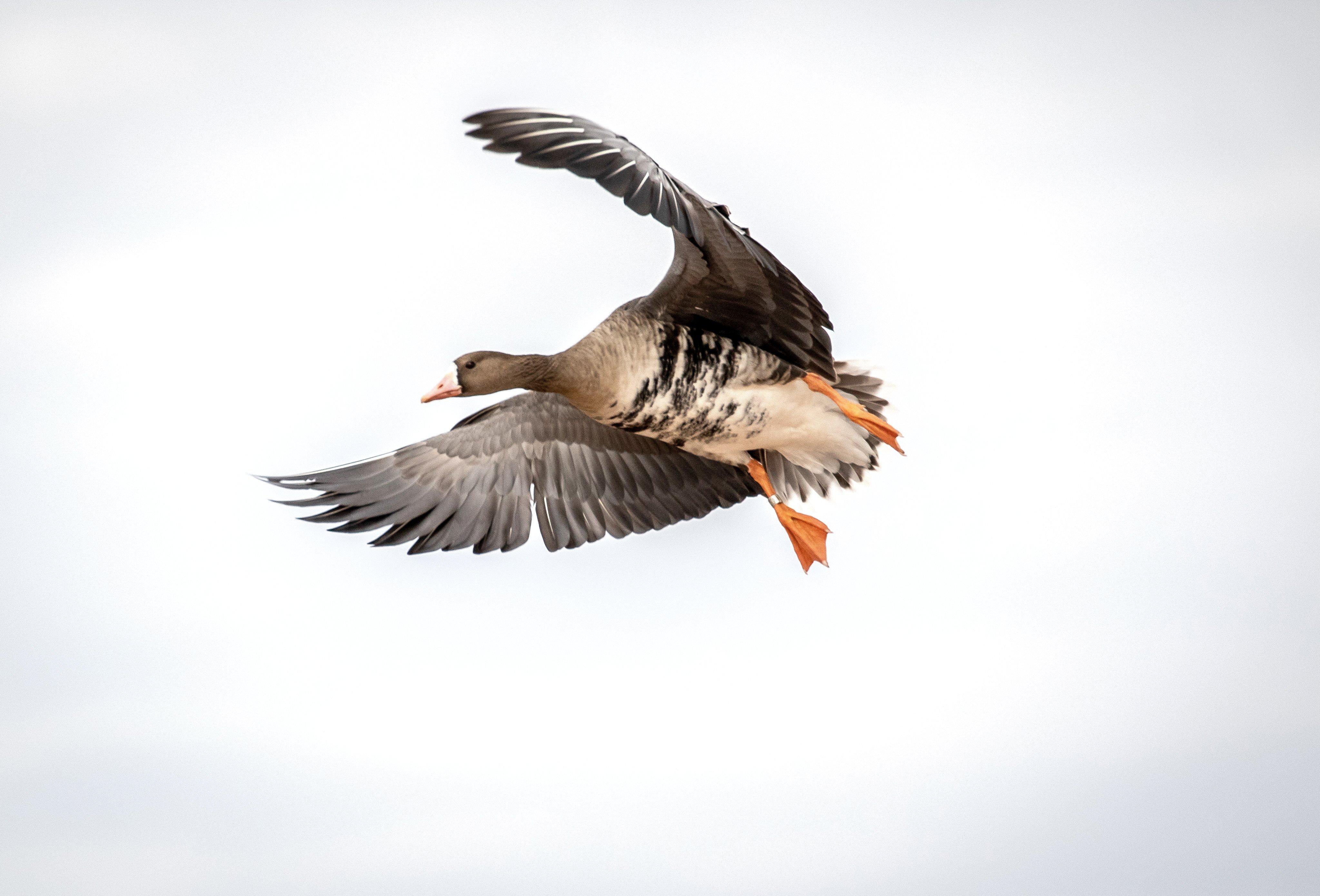 Duck Hunting in Oregon - Realtree Camo