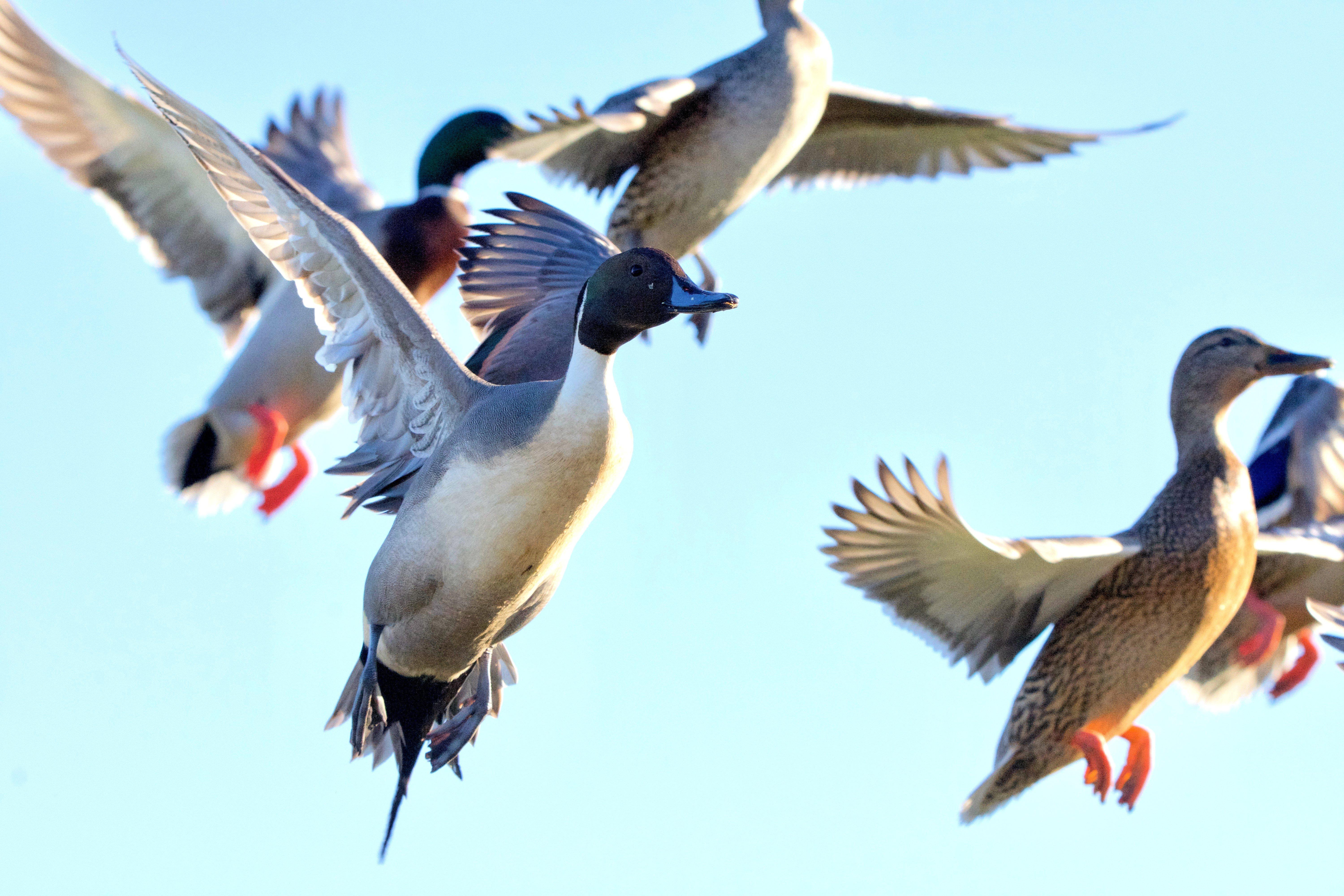 Image: ImageBy_Daniel_Bruce_Lacy_pintail_mallard