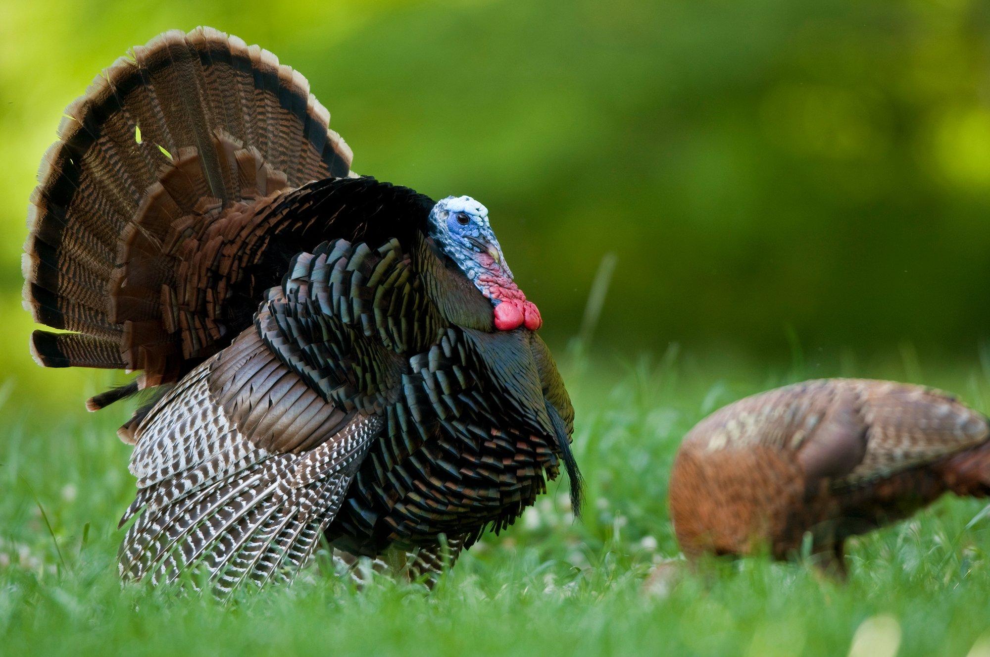 Image: ImageBy_Danita_Delimont_eastern_wild_turkey