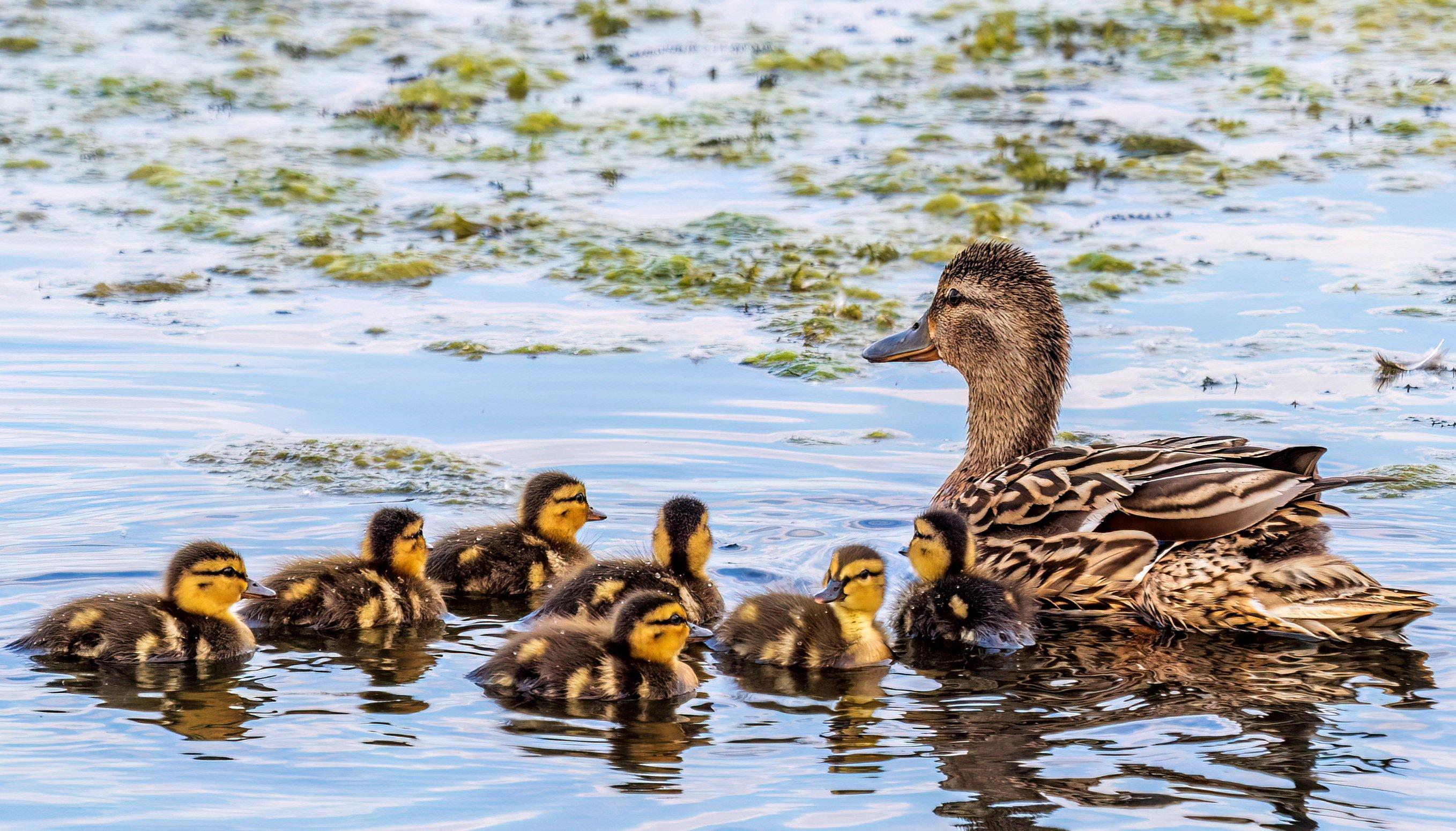 Image: ImageBy_Dark_Side_mallard_hatch_prairie