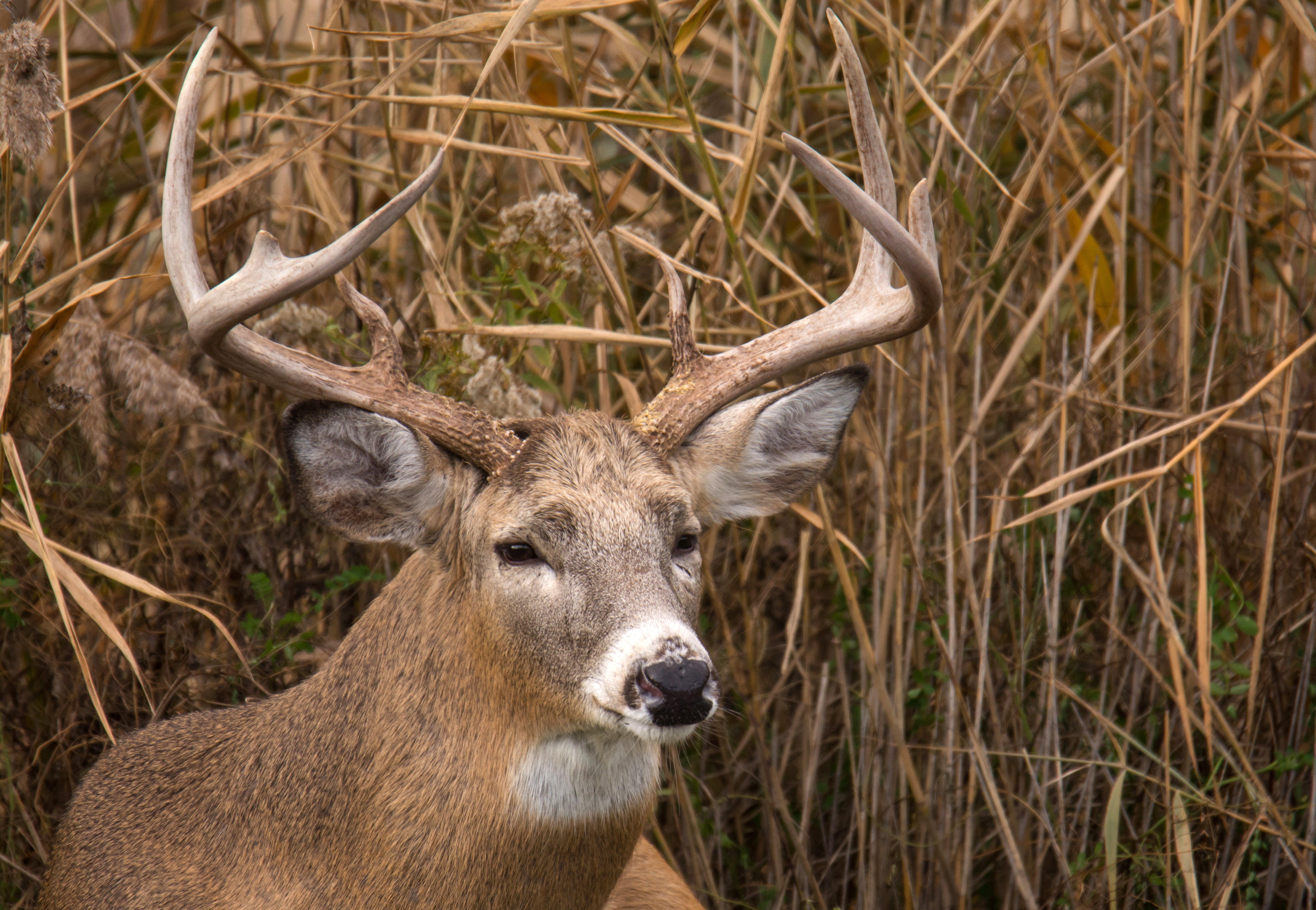 New york shop deer