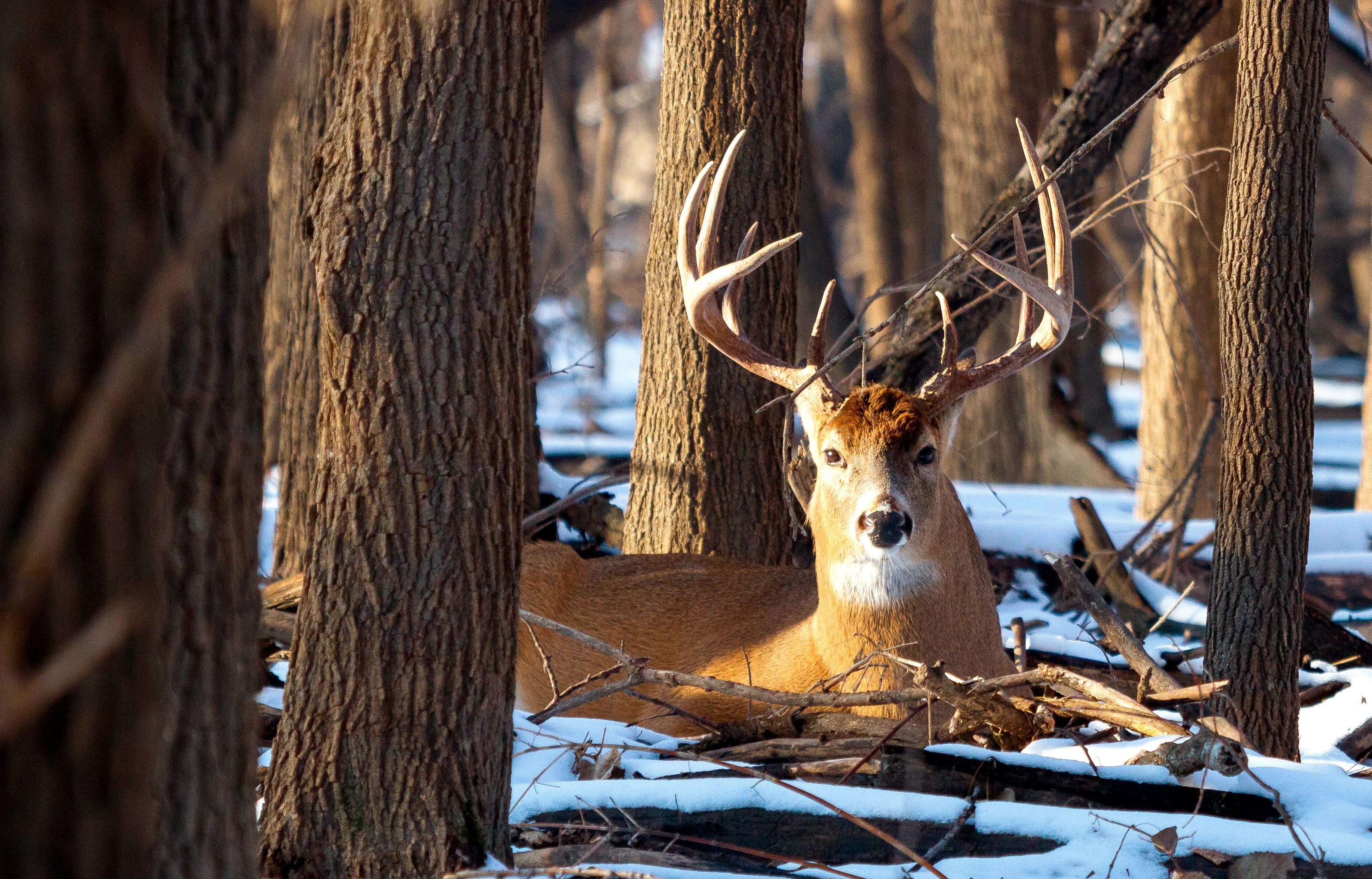 How to Identify a Big Buck Track in Snow