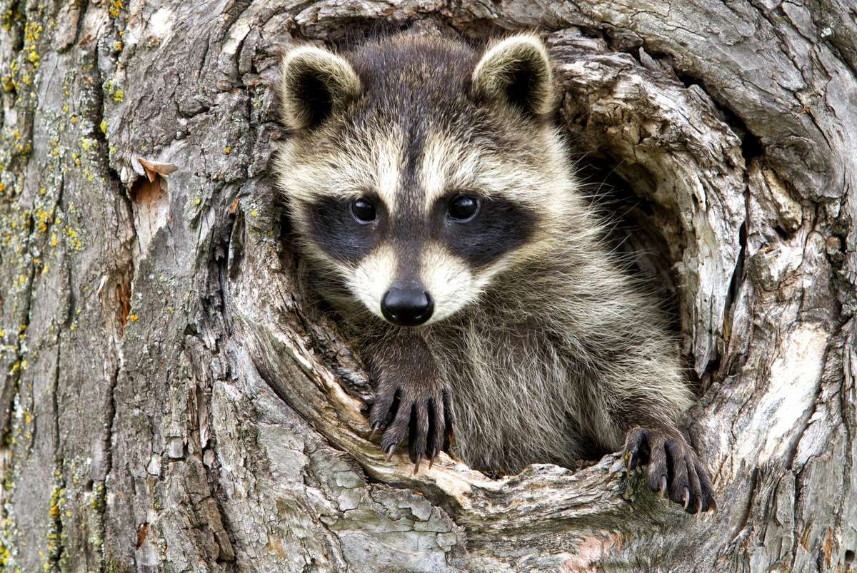 Fearing Rabies Exposure, Wardens Euthanize Baby Raccoon After Woman ...