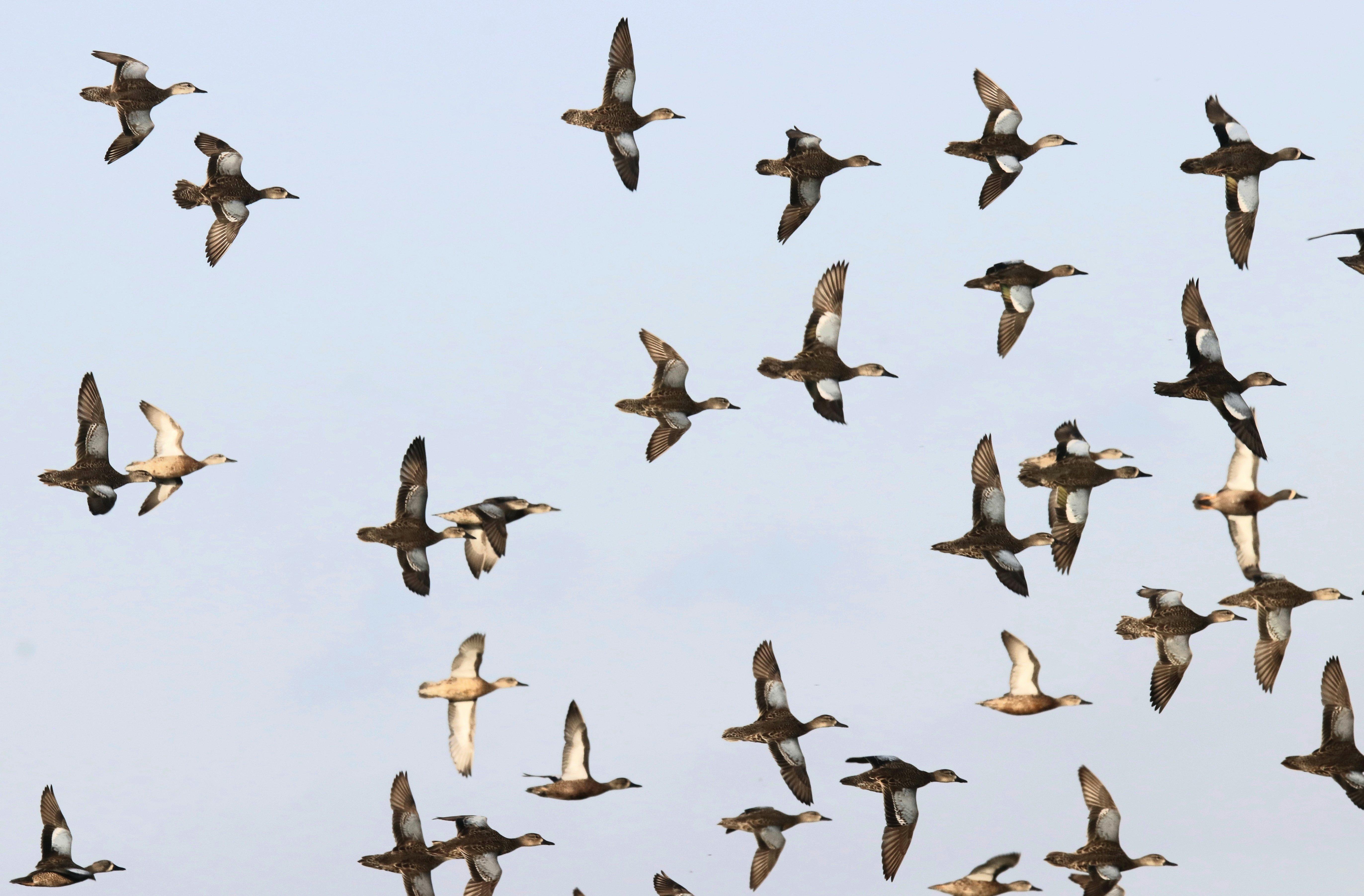 Image: ImageBy_Delbert_Penner_blue_wing