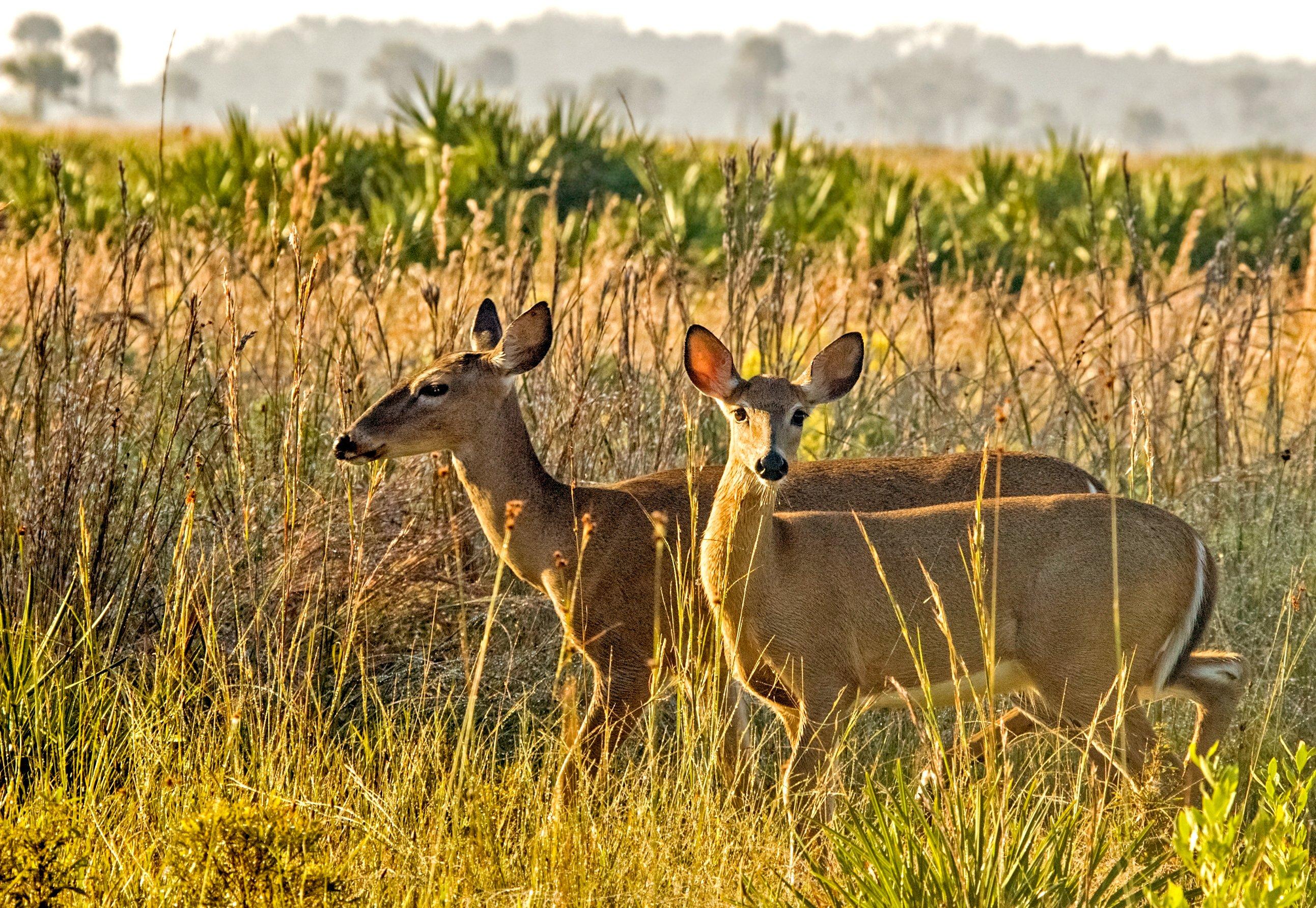 Chronic Wasting Disease Discovered in Florida Deer for the First Time -  Realtree Camo