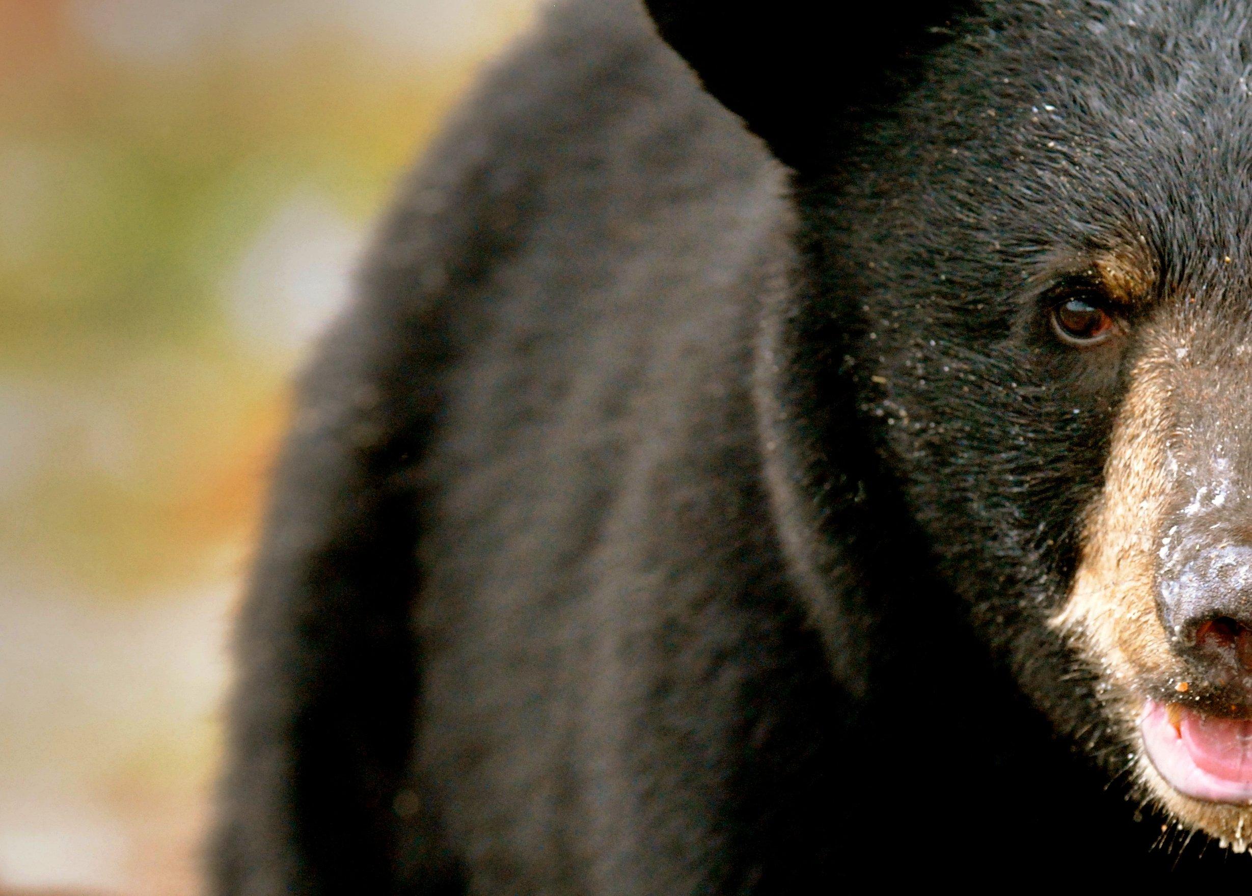 Image: ImageBy_Dr_We_black_bear