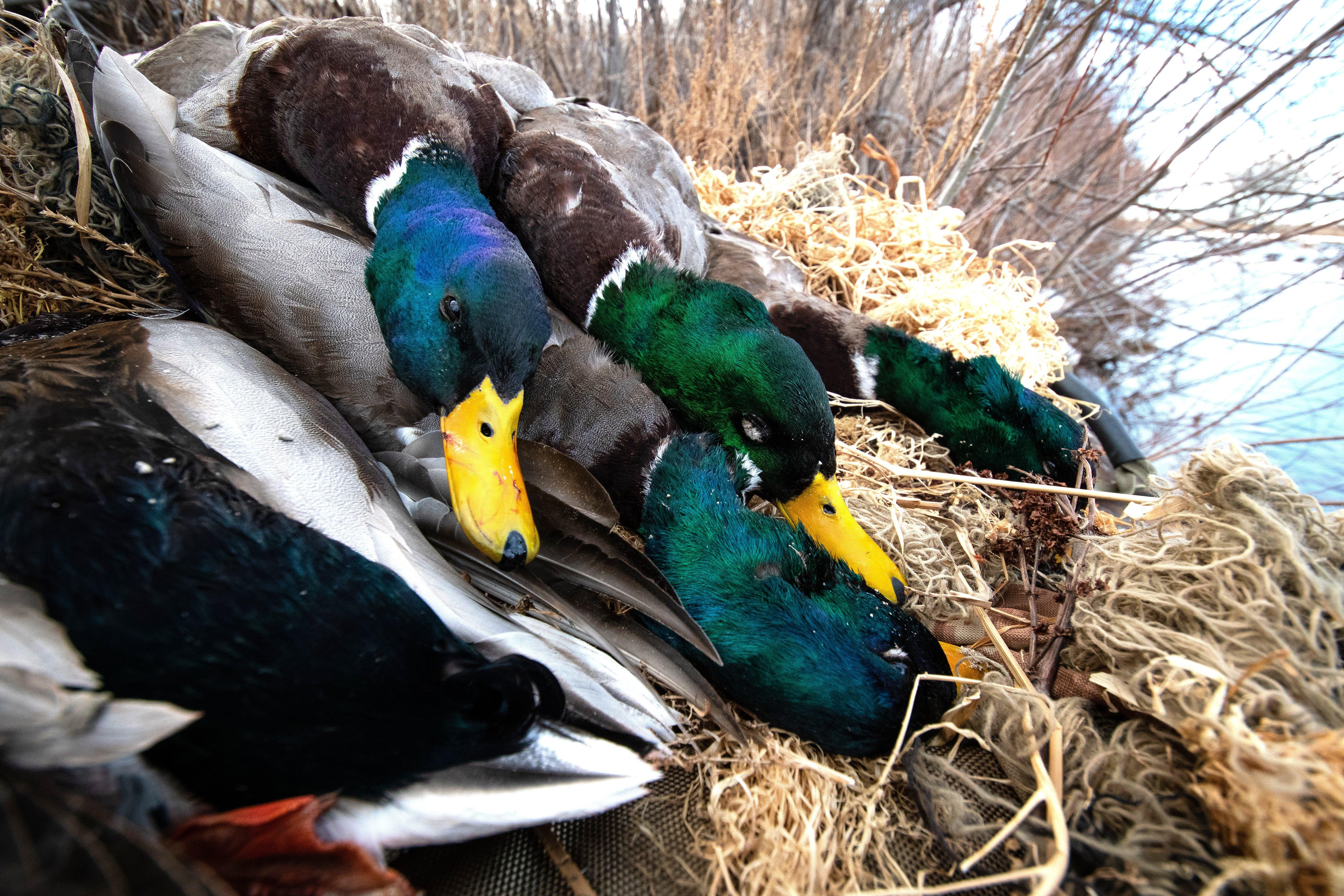 Image: ImageBy_Forrest_Carpenter_limit