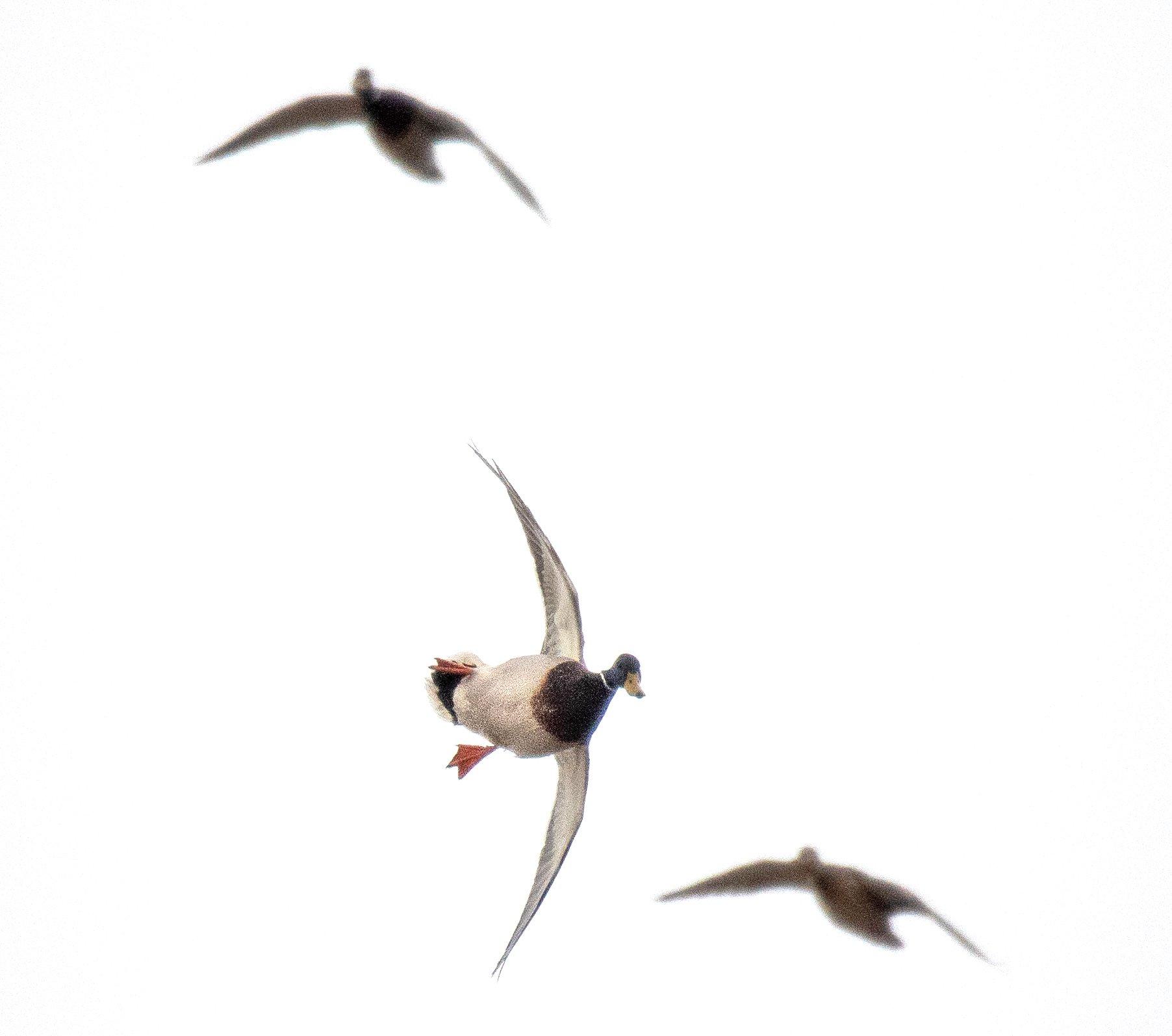 Image: ImageBy_Forrest_Carpenter_mallard