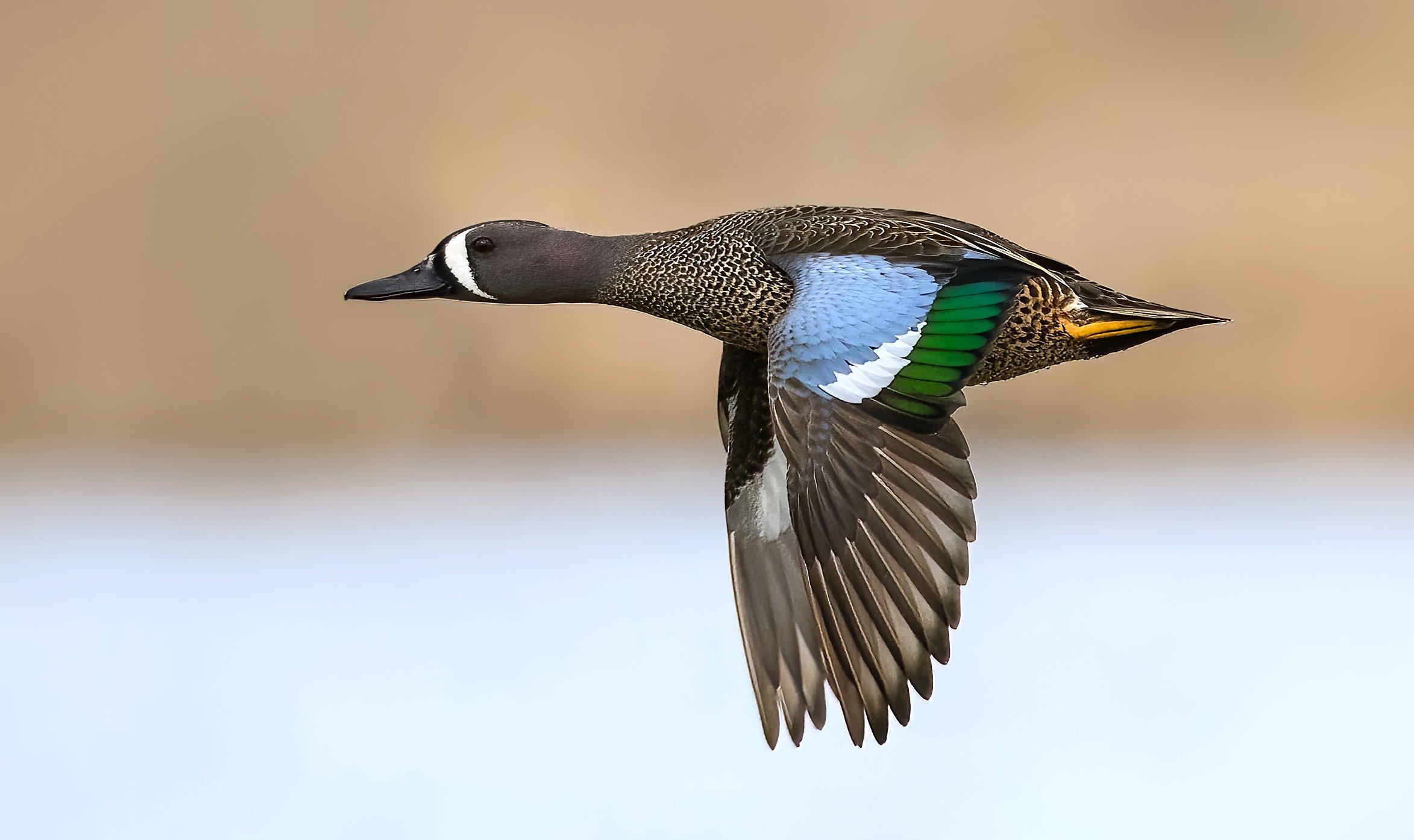 Image: ImageBy_FotoRequest_blue_wing_teal