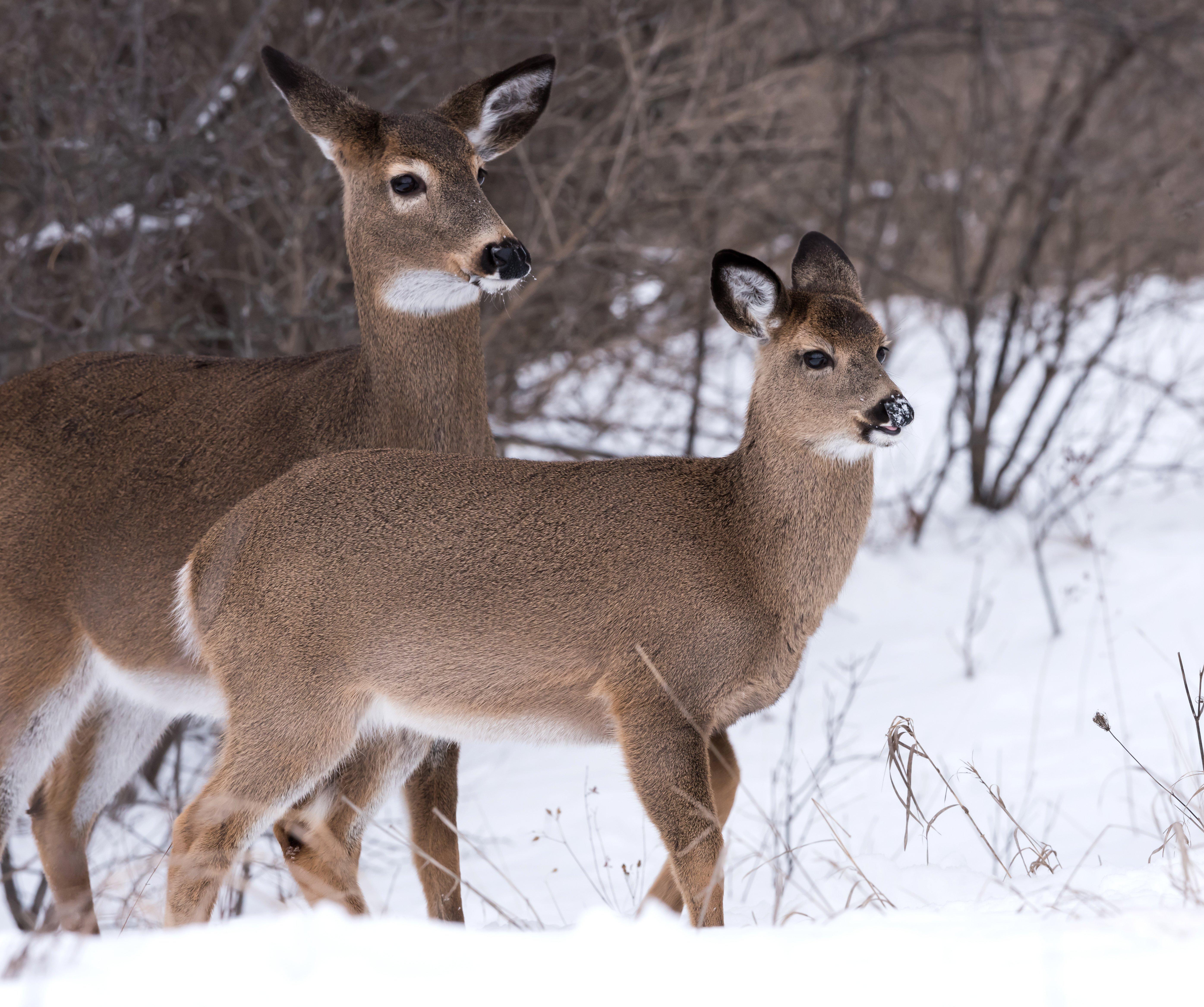 Image: ImageBy_FotoRequest_doe_fawn