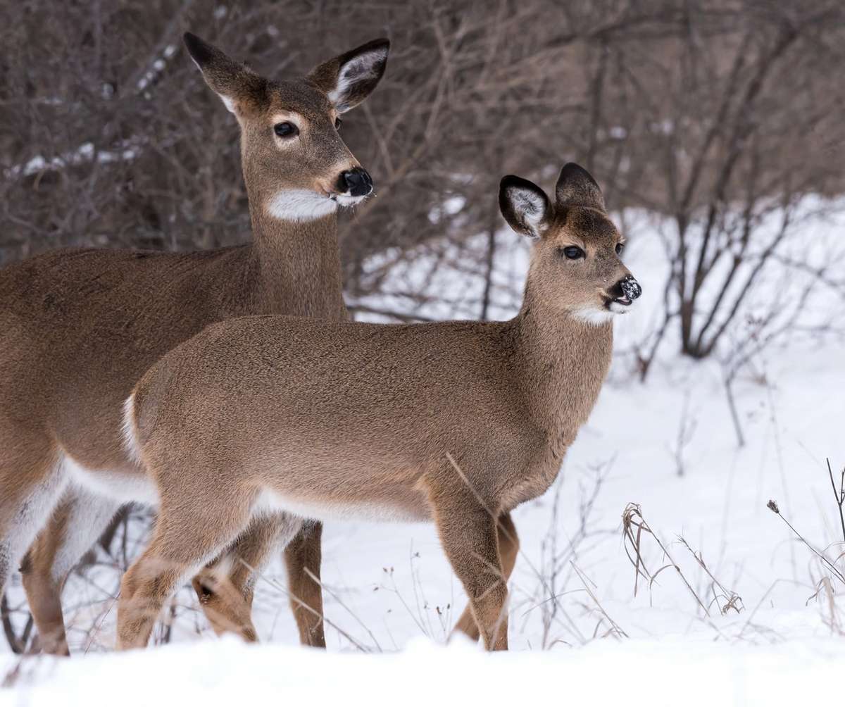 Is the Second Rut Even Real? - Realtree Camo
