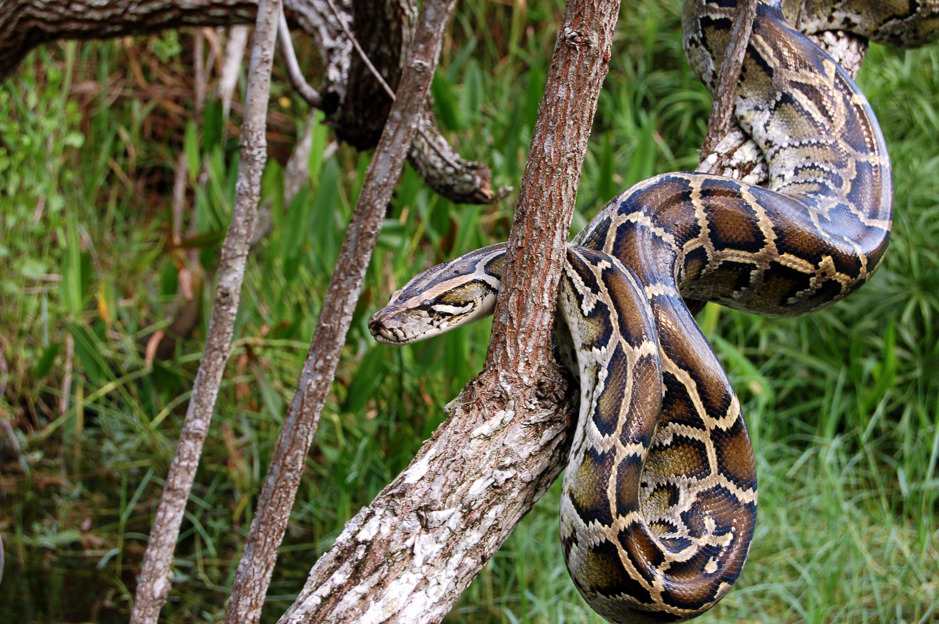 Image: ImageBy_Heiko_Kiera_burmese_python