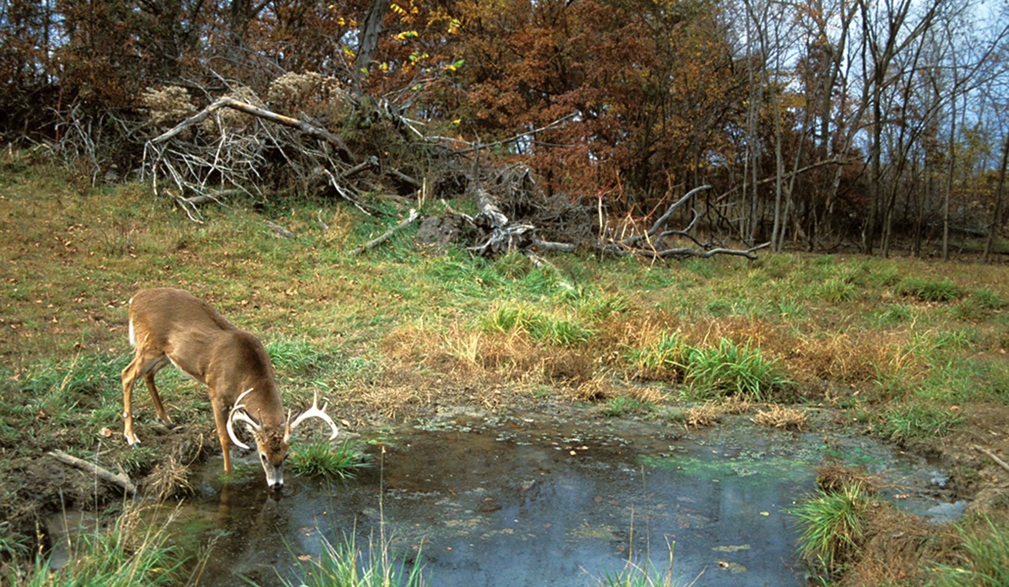 Image: ImageBy_Images_On_The_Wildside_deer_water_1