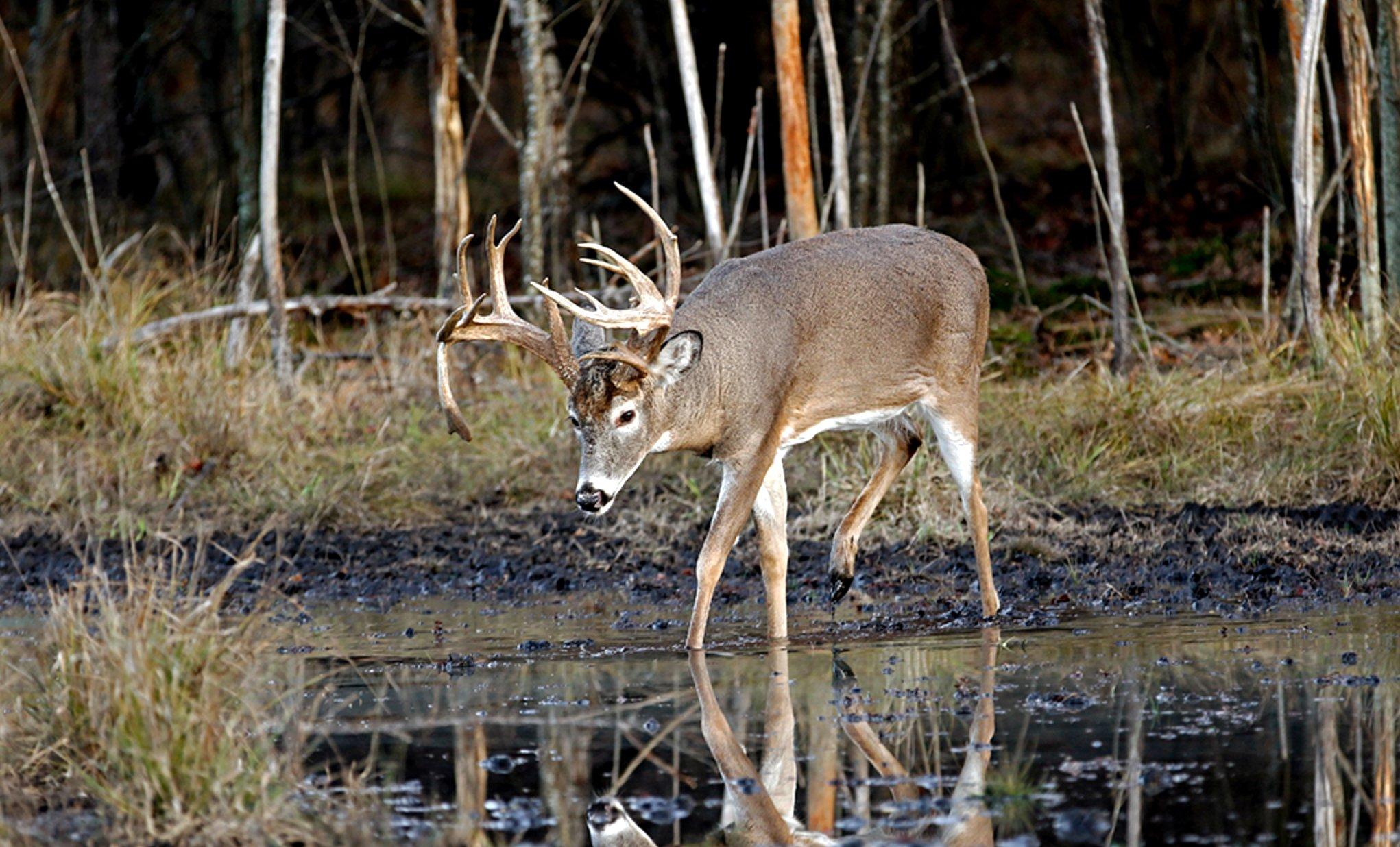 Image: ImageBy_Images_On_The_Wildside_deer_water_3