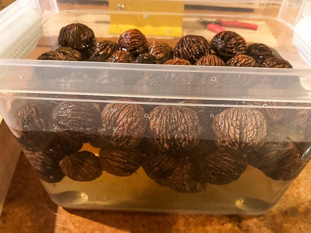 Image: ImageBy_JJ_Reich_black_walnuts-13