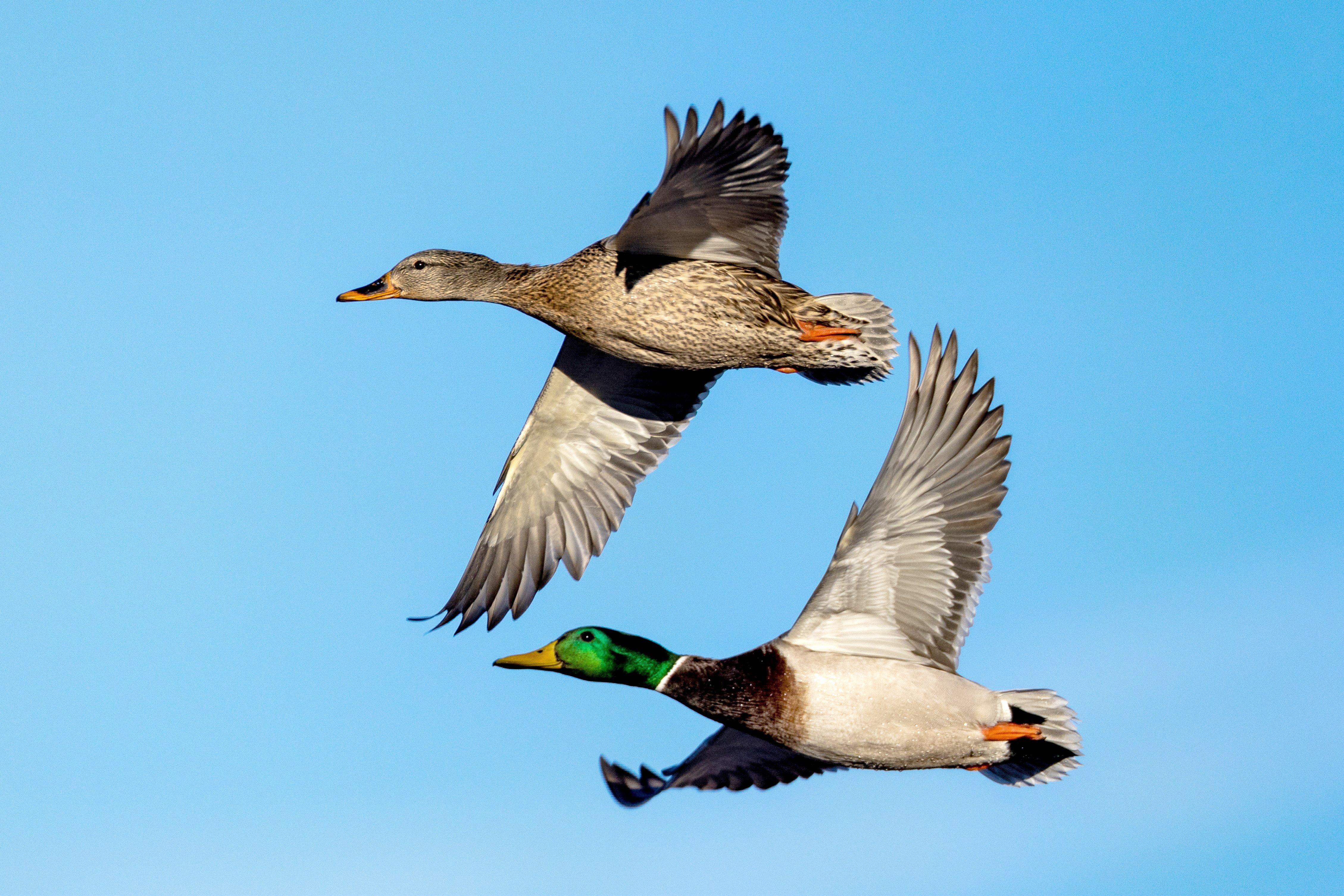 Image: ImageBy_J_Edwards_Photography_mallards