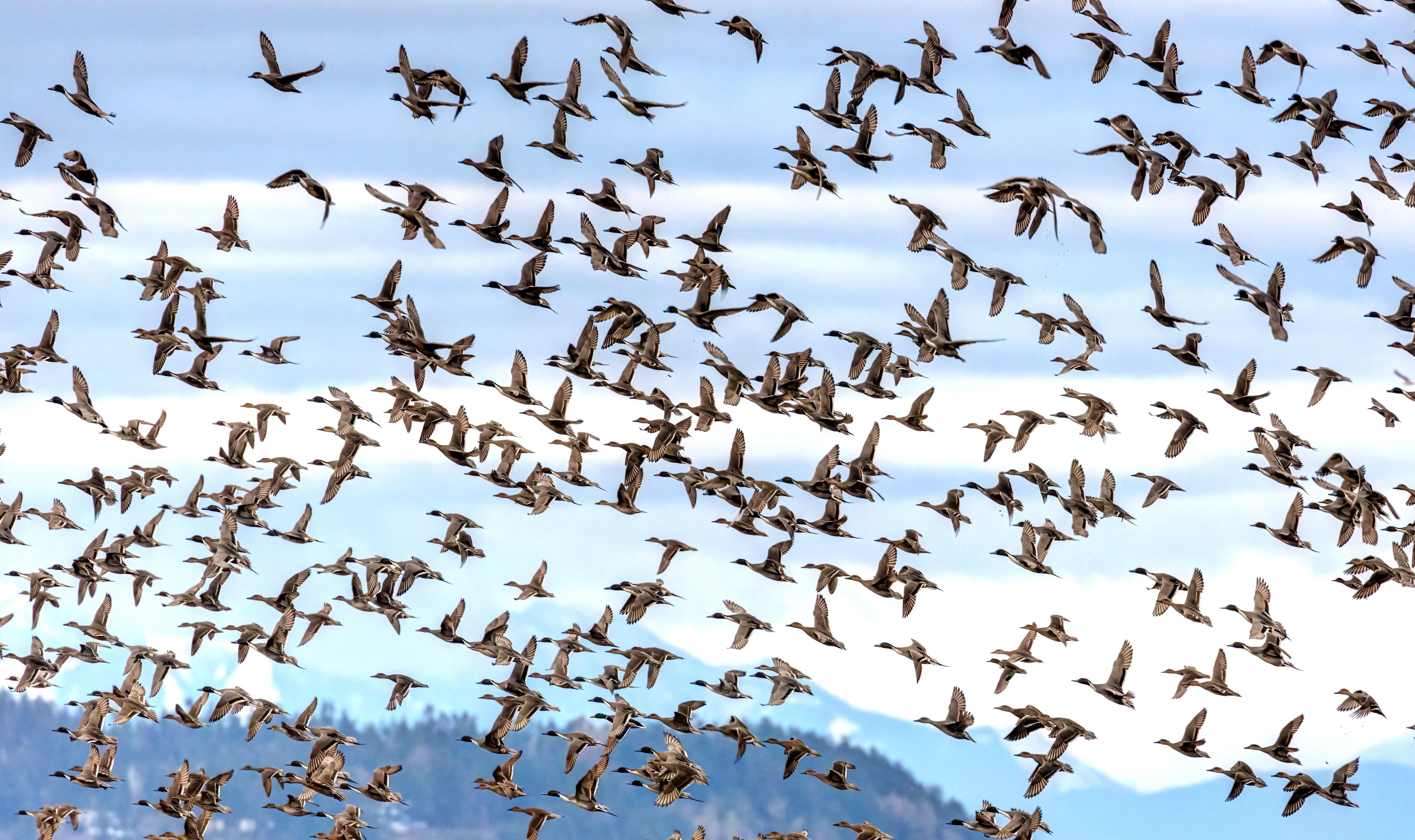 Image: ImageBy_James_Chen_waterfowl_flock_Swan_Lake_NWR