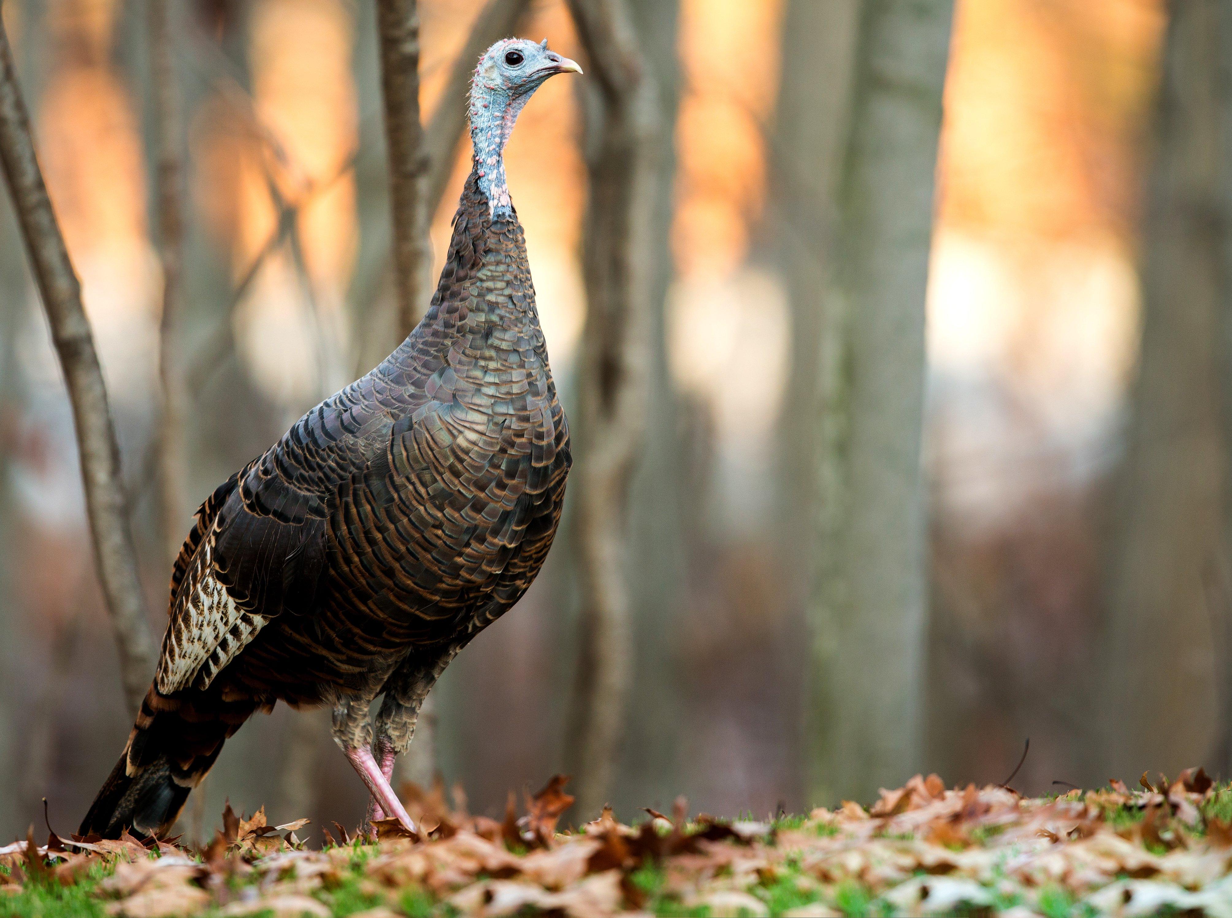 Is It Time to Stop Shooting Hens? Realtree Camo