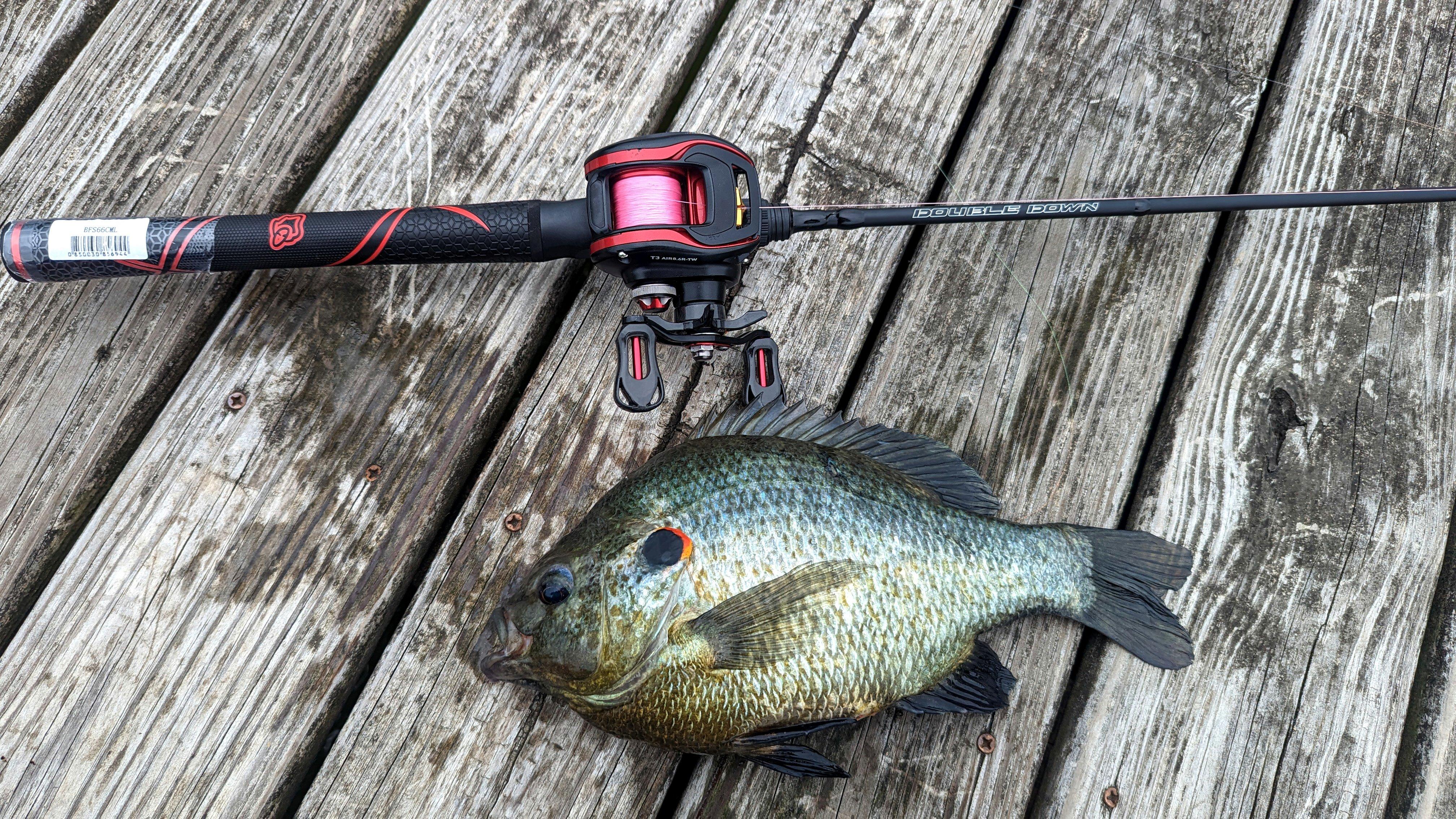 Image: ImageBy_Jenko_Fishing_shellcrackers_bluegill