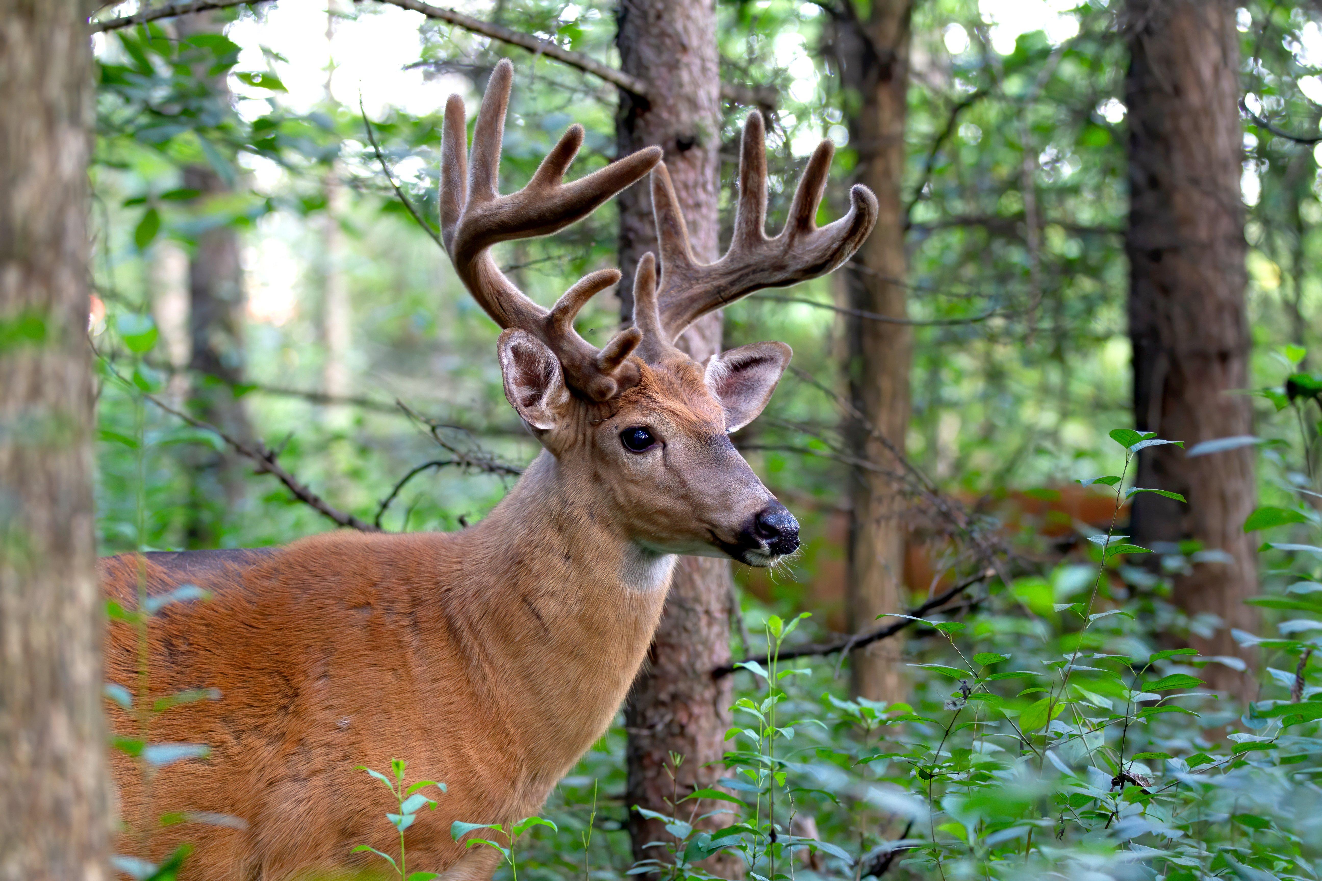 Deer Hunting in Realtree Camo