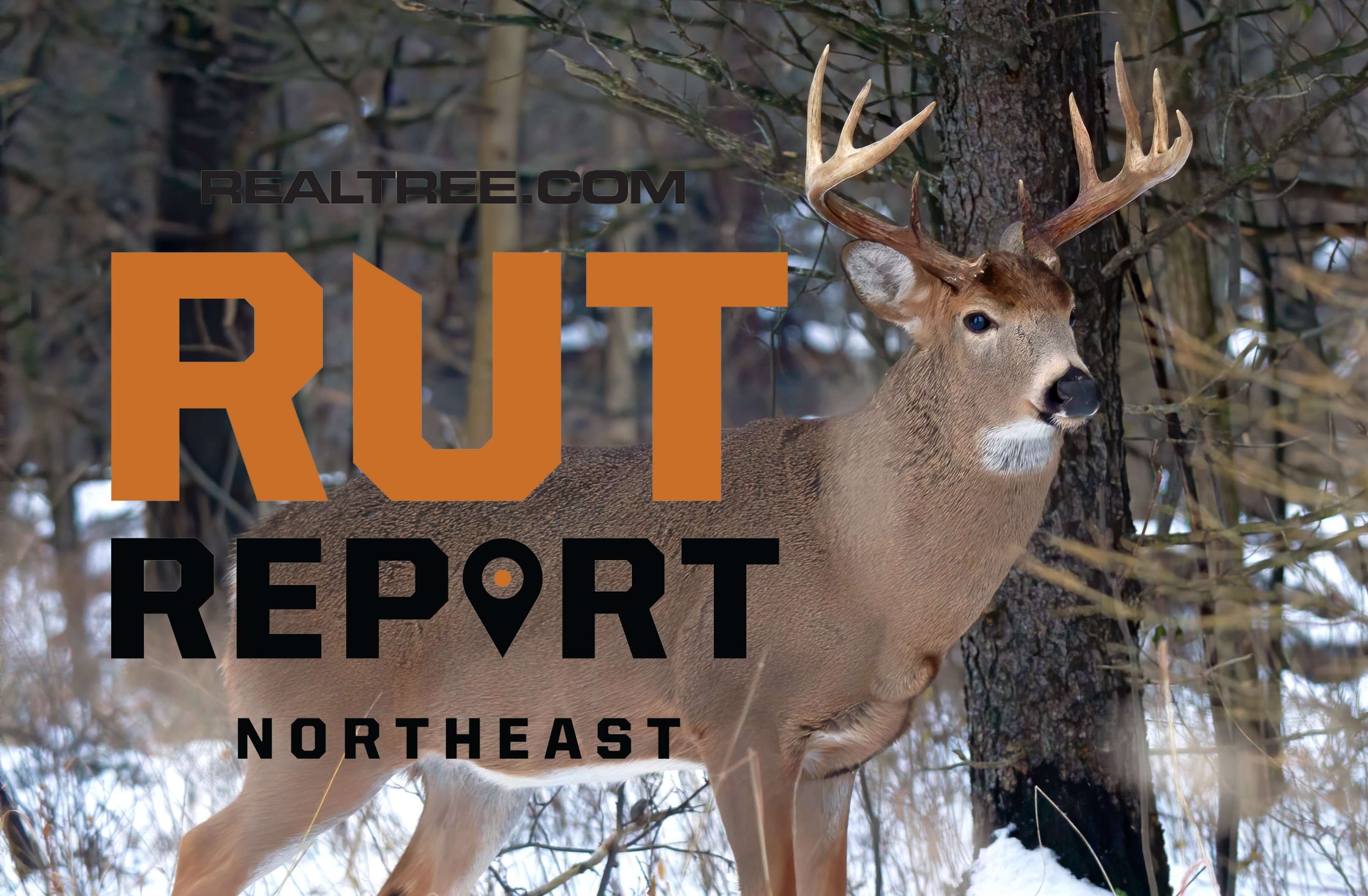 2023 Northeast Rut Report Recap - Realtree Camo