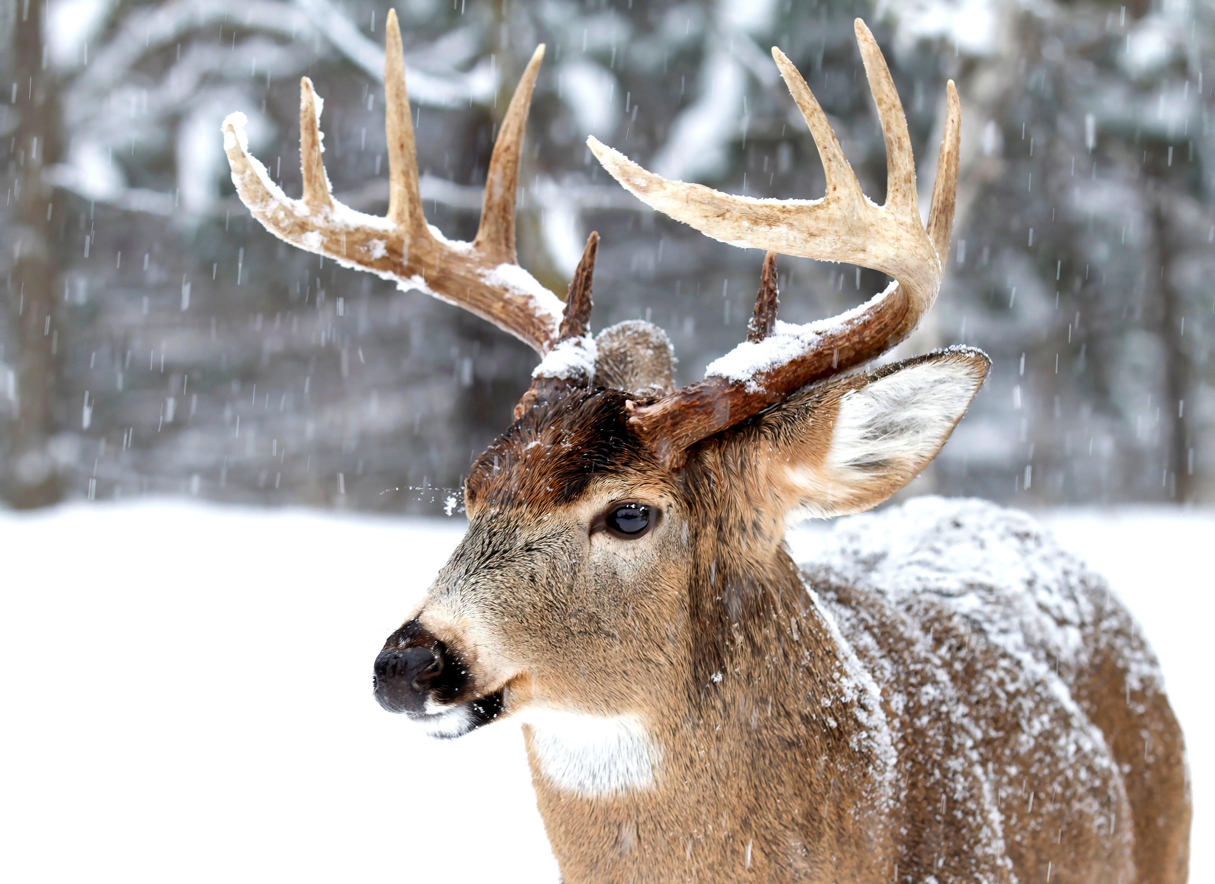 Don't Kid Yourself: Weather and Moon Matter for Deer Hunting