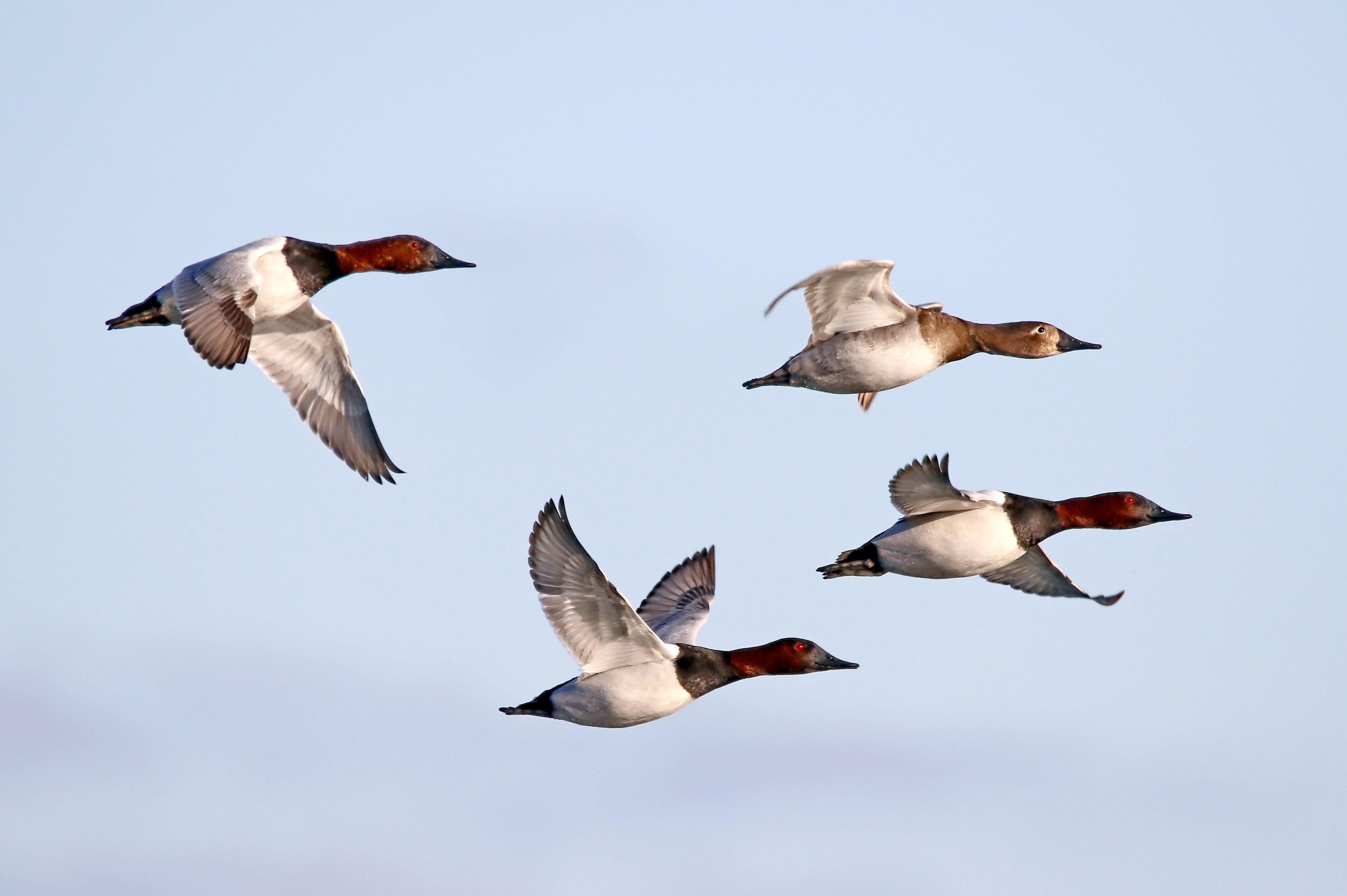 Image: ImageBy_Jim_Nelson_canvasback
