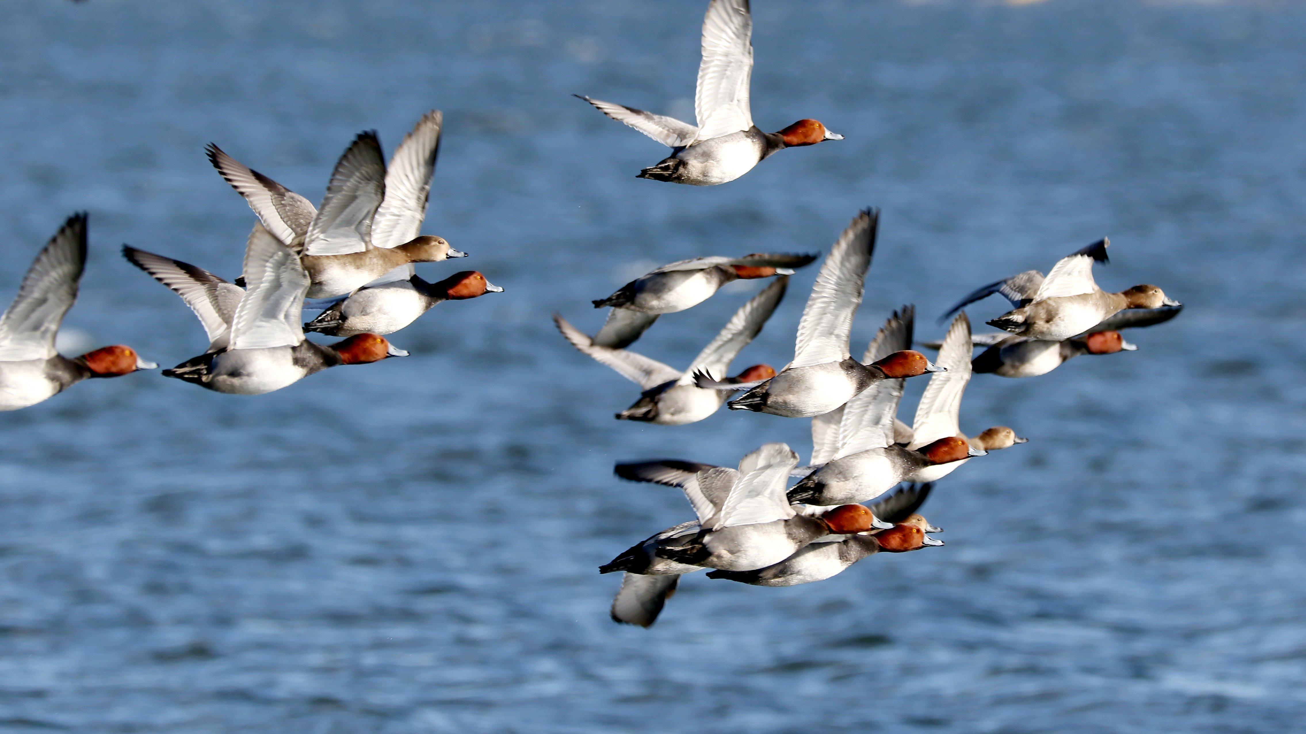 Duck Hunting in North Carolina - Realtree Camo