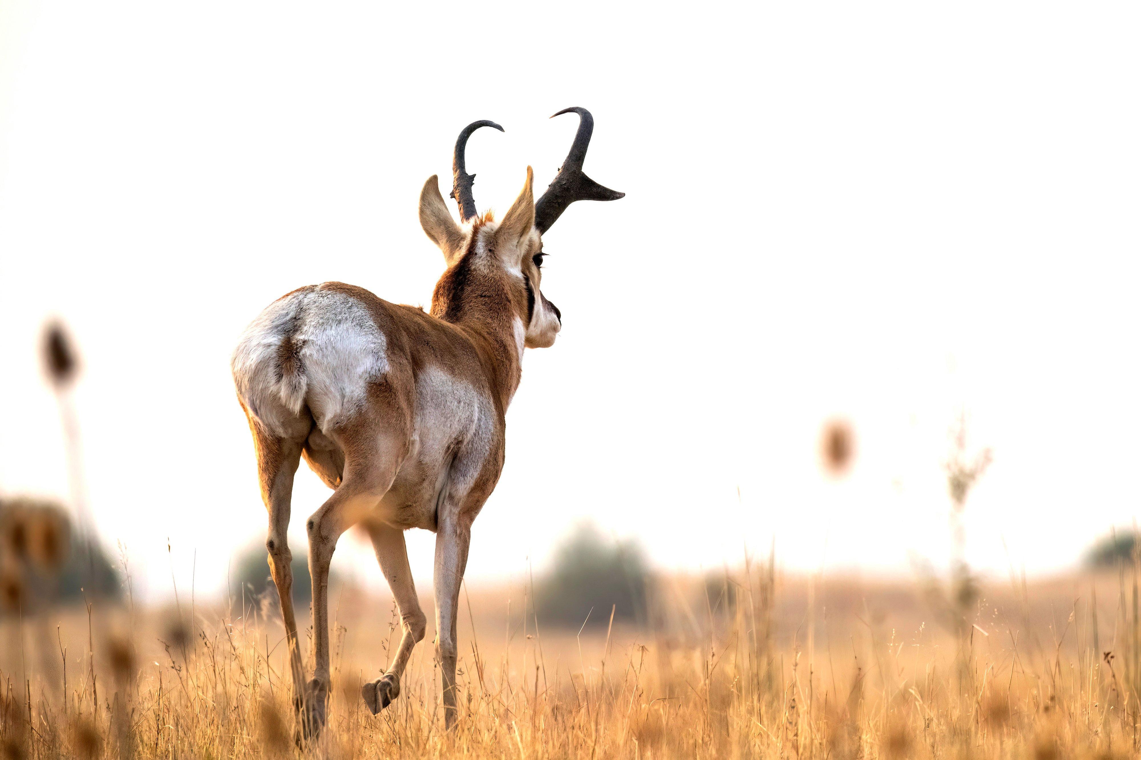 The Best Bullet for Big GameDeer, Elk, Pronghorn