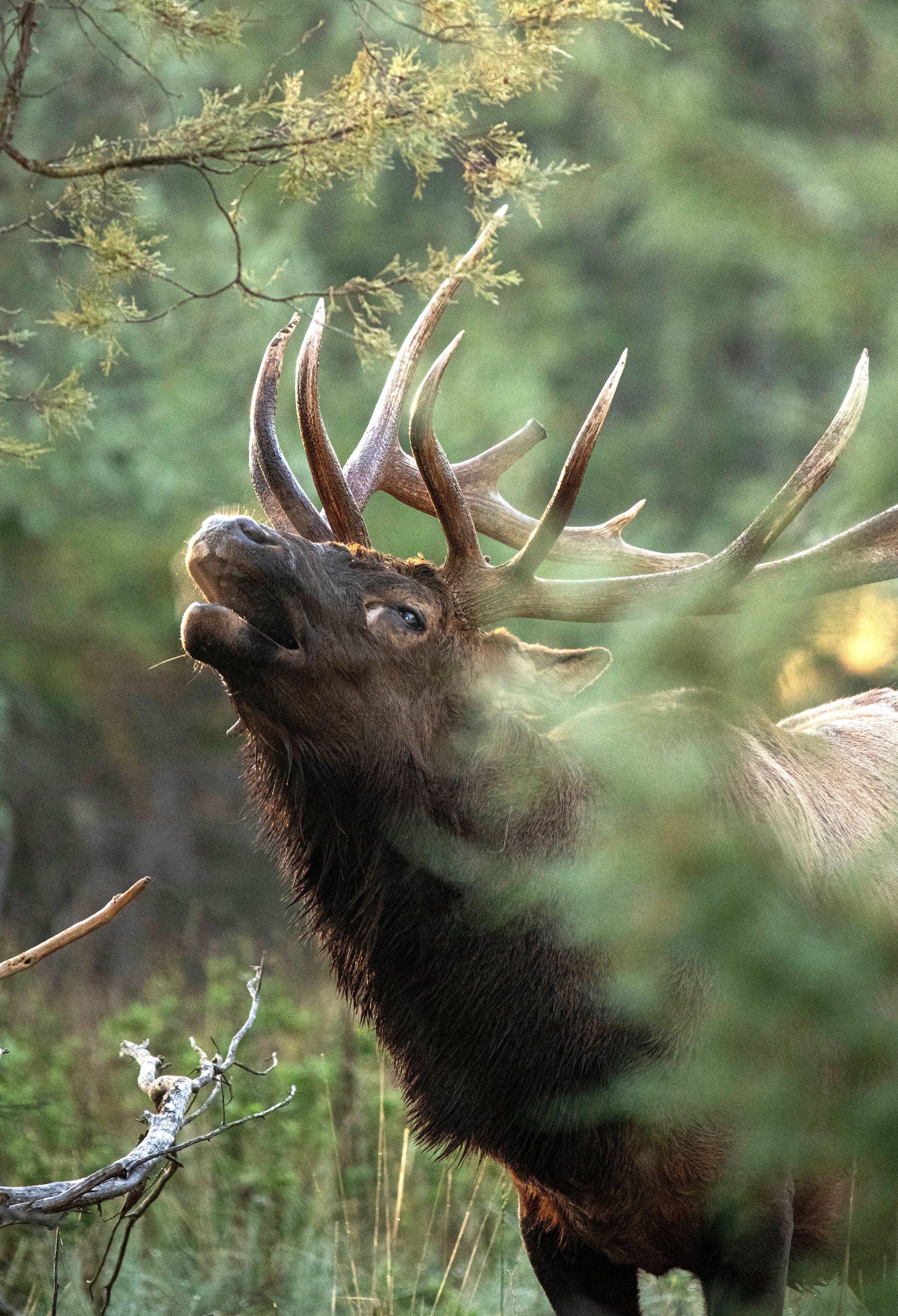 Image: ImageBy_John_Hafner_elk_bull_scent