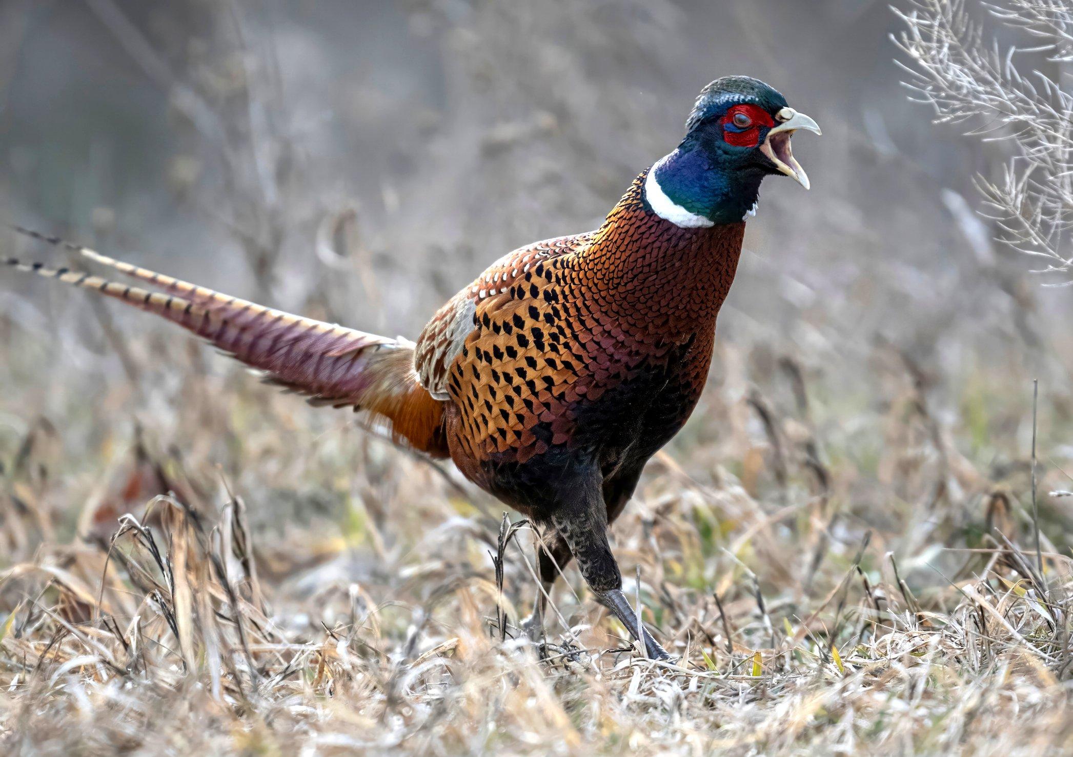 Image: ImageBy_John_Hafner_meat_pheasant